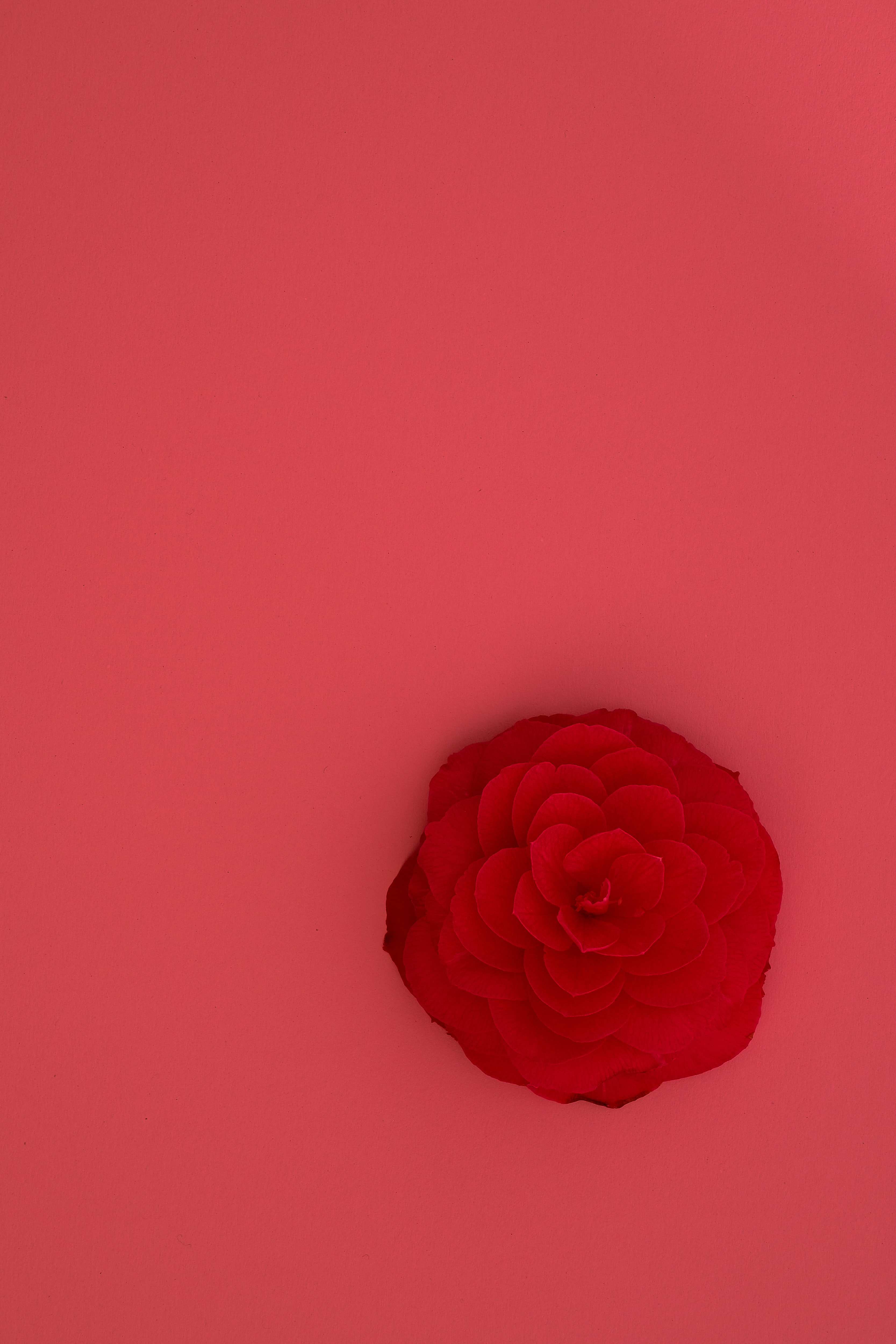 Скачать обои бесплатно Роза, Цветы, Розовый, Цветок картинка на рабочий стол ПК
