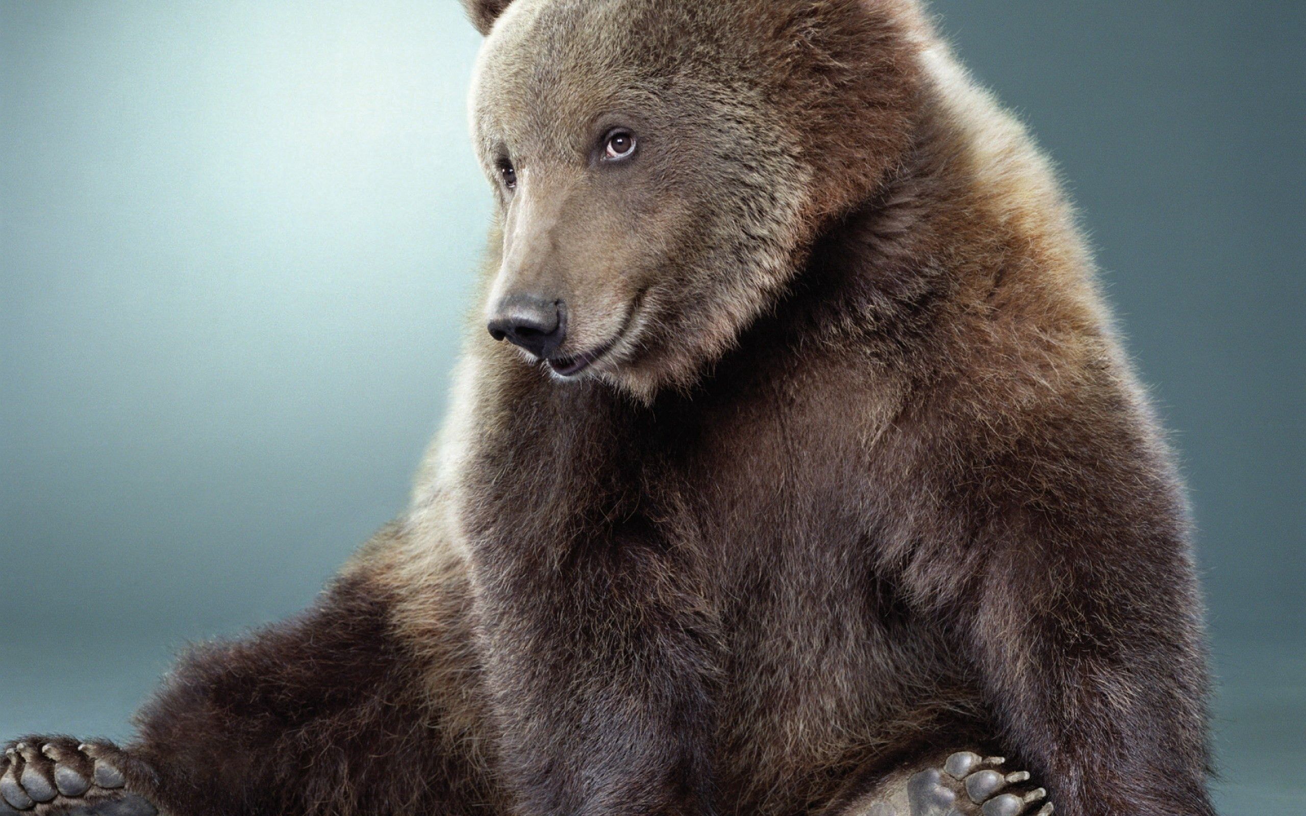Download mobile wallpaper Sweetheart, Fur, Animals, Nice, Bear, Color for free.