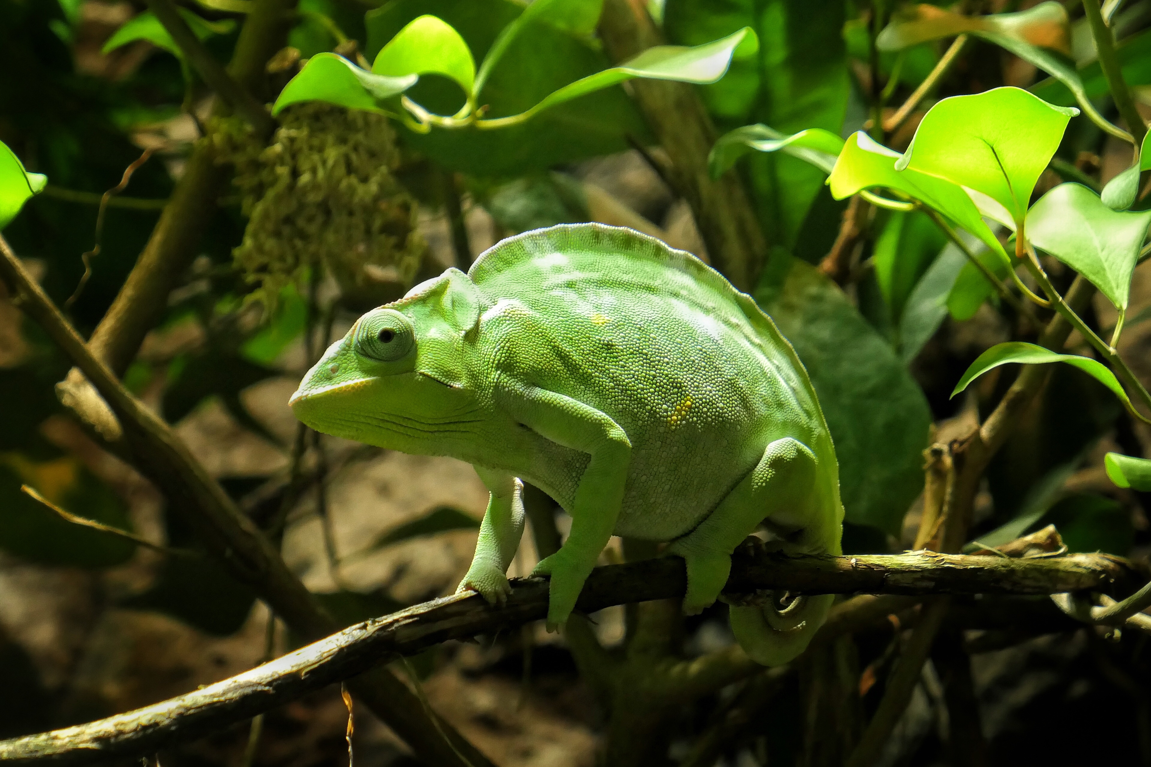 Free download wallpaper Animals, Branch, Reptile, Chameleon on your PC desktop