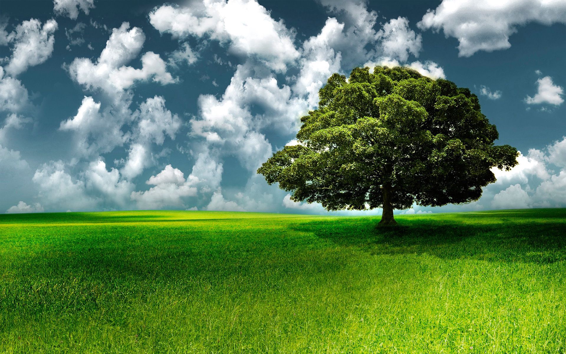 Скачать картинку Дерево, Трава, Облака, Небо, Природа в телефон бесплатно.