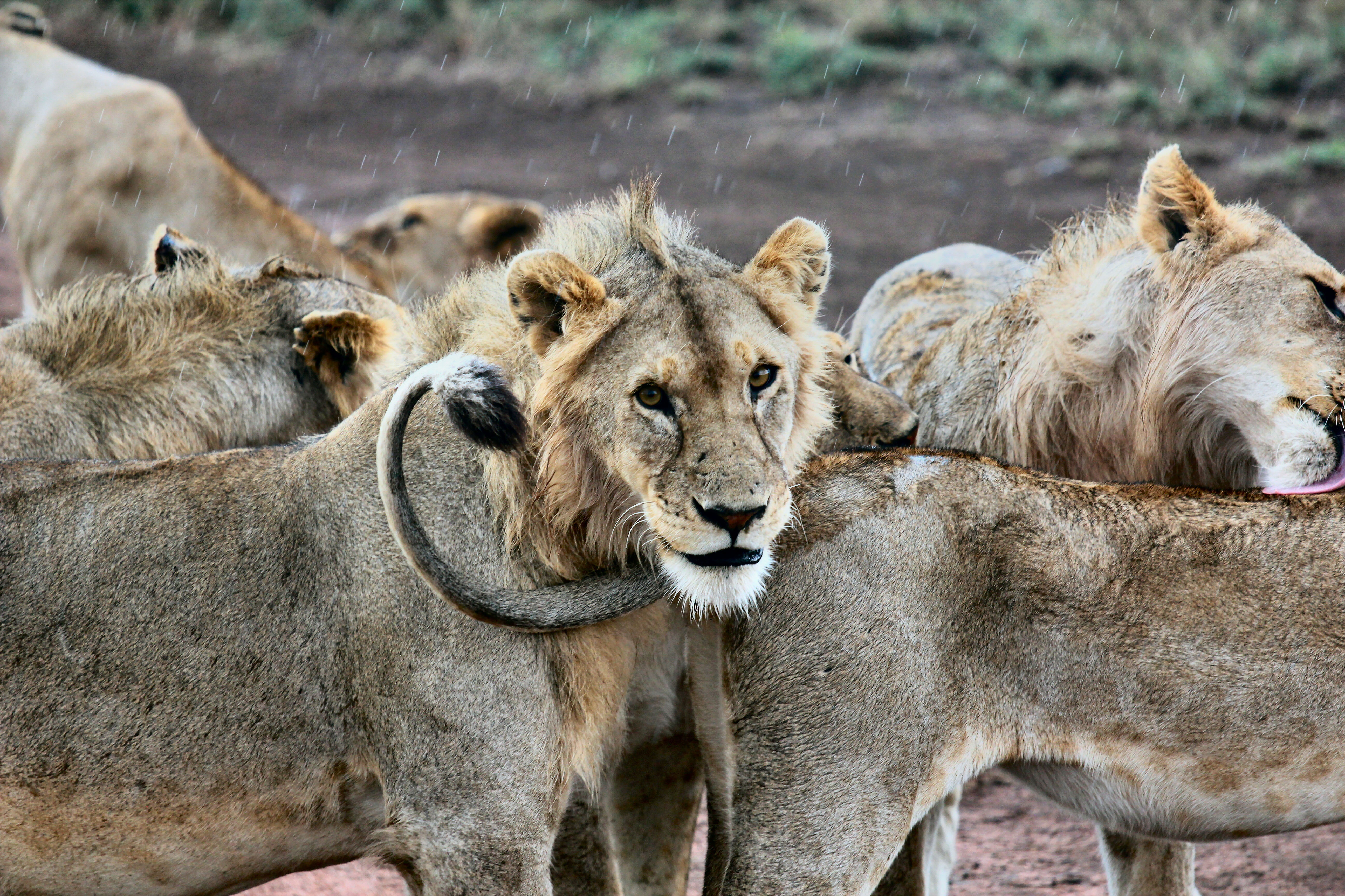 Free download wallpaper Animals, Predators, Muzzle, Lion, Lions on your PC desktop