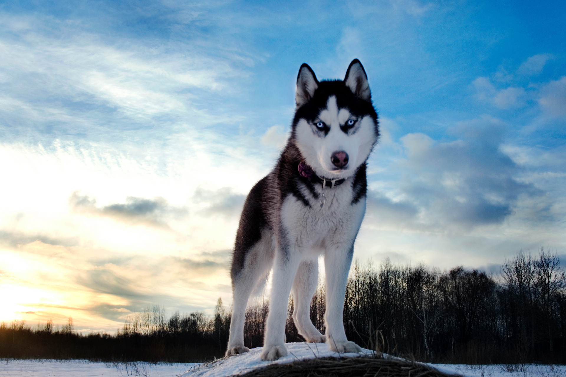 228302 baixar imagens animais, cão, husky, cães - papéis de parede e protetores de tela gratuitamente