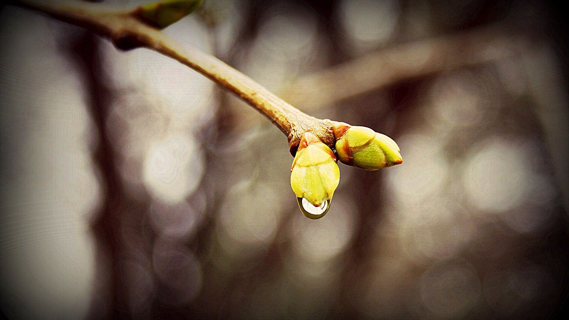 Download mobile wallpaper Branch, Smooth, Drops, Macro, Spring, Blur for free.