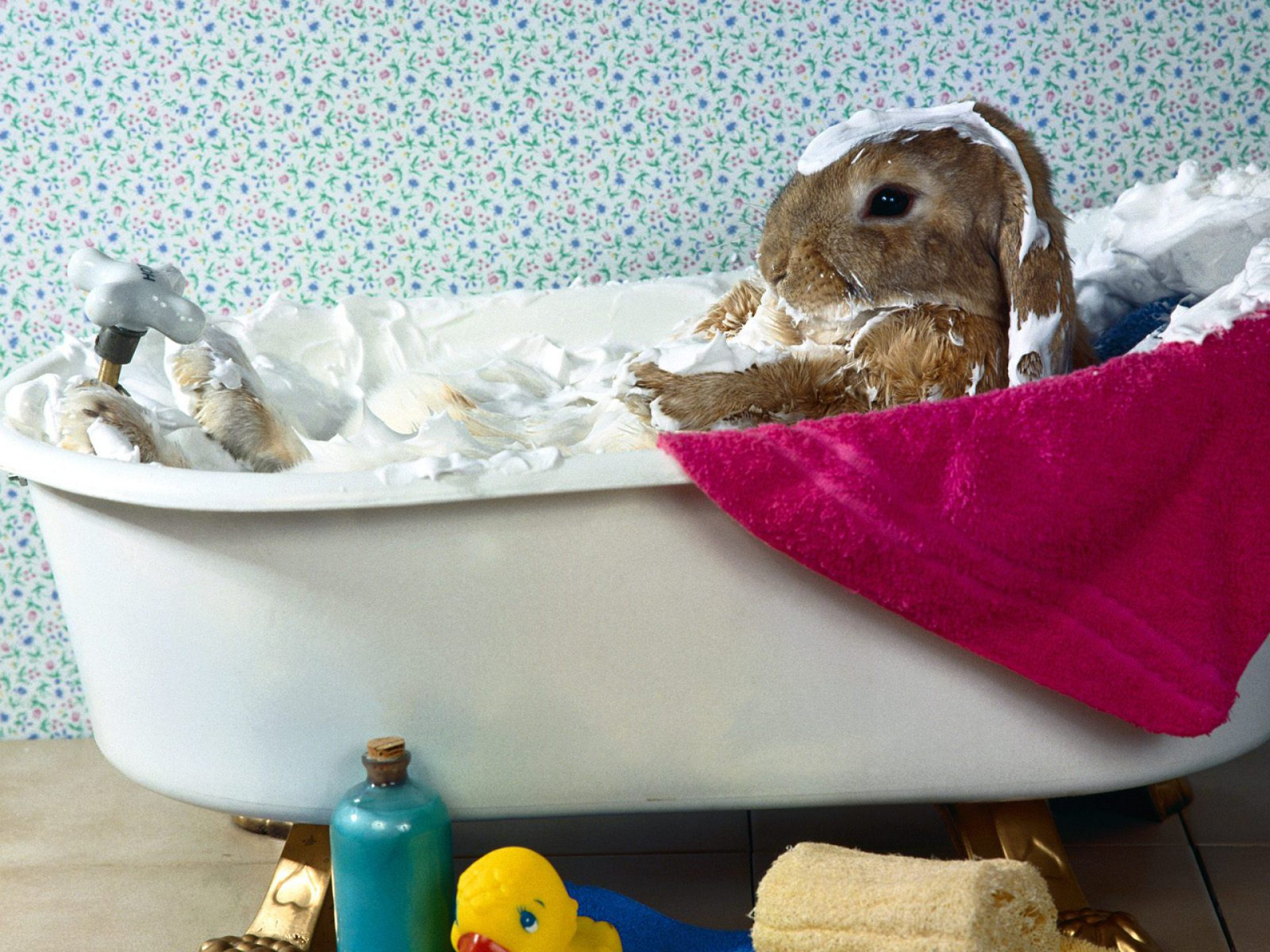 Заяц в ванной