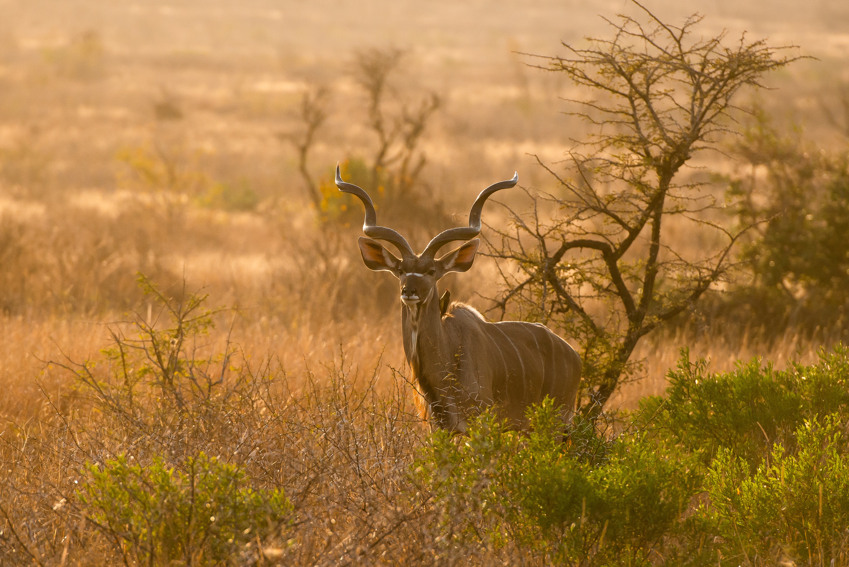Die besten Großer Kudu-Hintergründe für den Telefonbildschirm