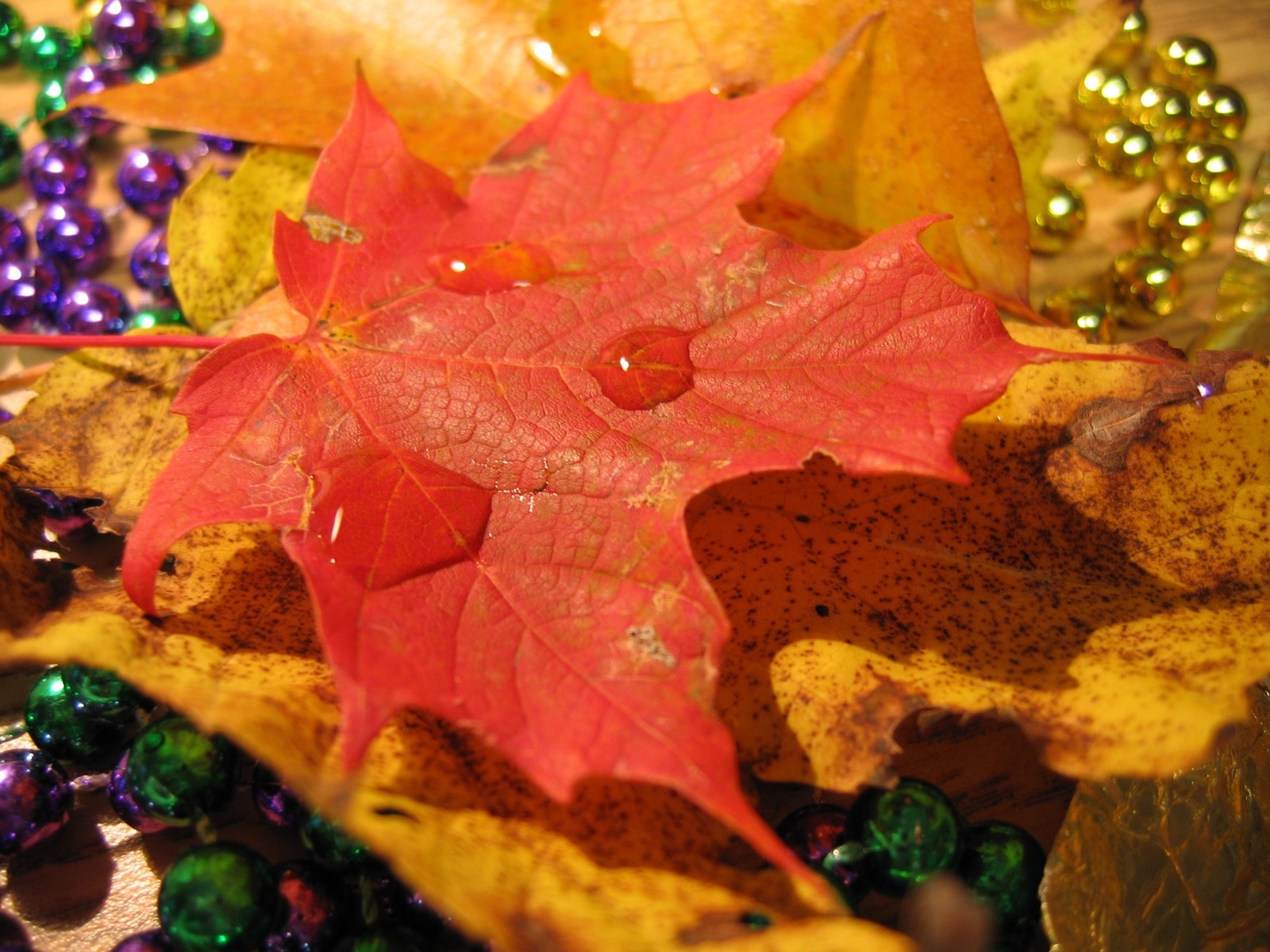 Скачать картинку Листья, Капли, Растения, Фон, Осень в телефон бесплатно.