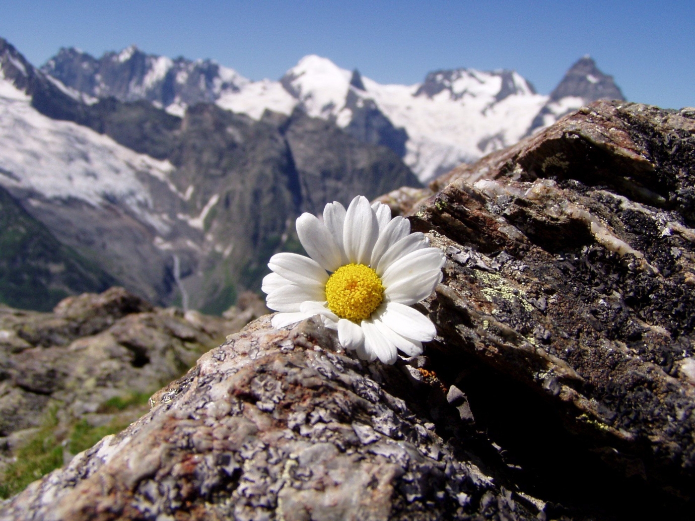 Descarga gratuita de fondo de pantalla para móvil de Flores, Montañas, Paisaje.