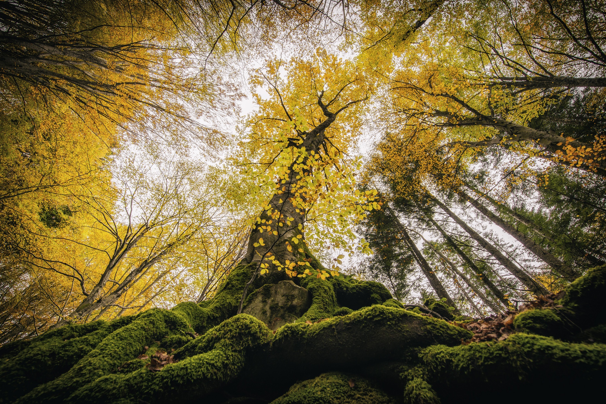 Fell trees. Кроны деревьев. Фото кроны деревьев вид снизу. Картинка фон для цитат кроны деревьев.