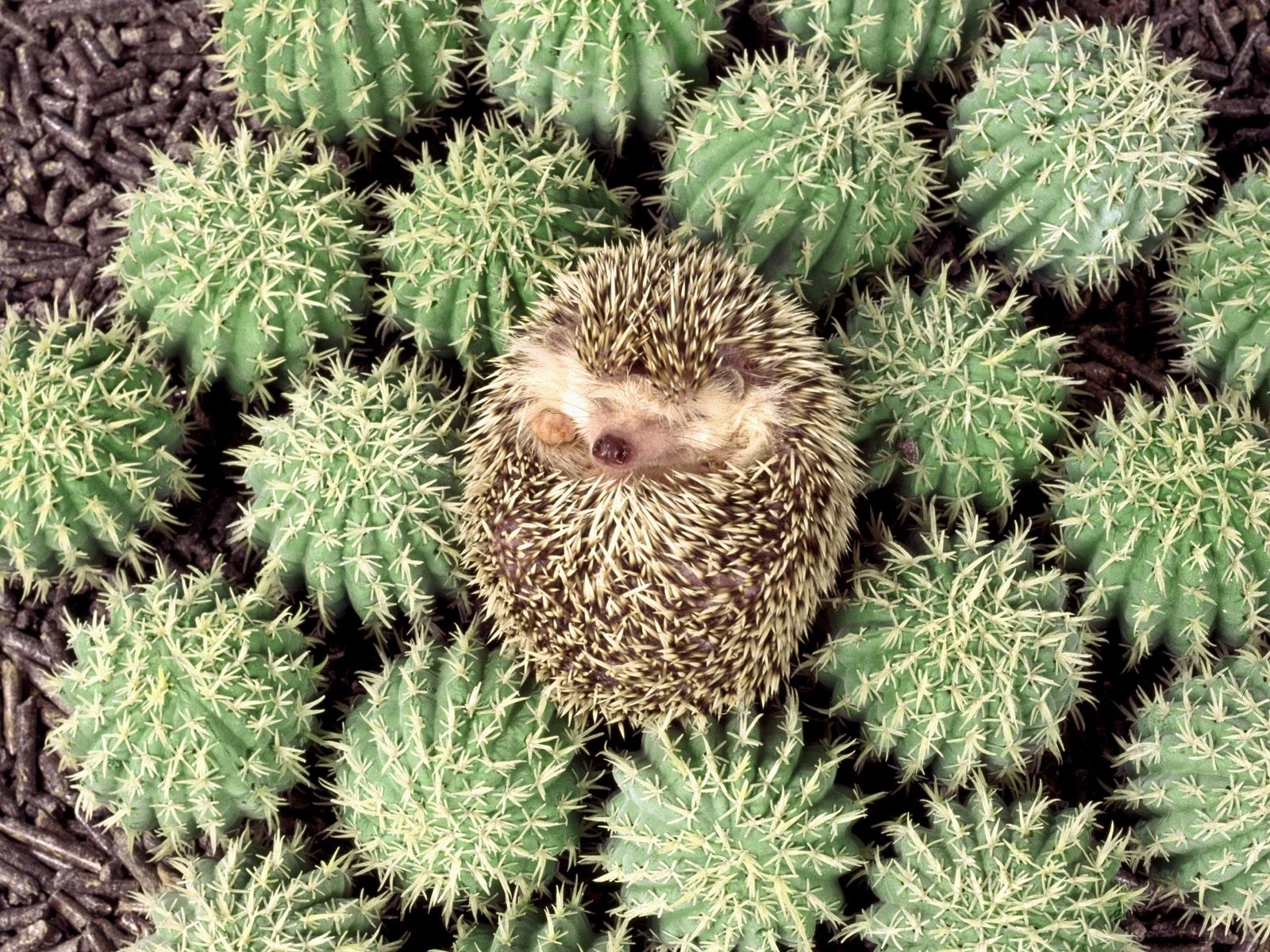 Desktop FHD animals, hedgehogs, cactuses