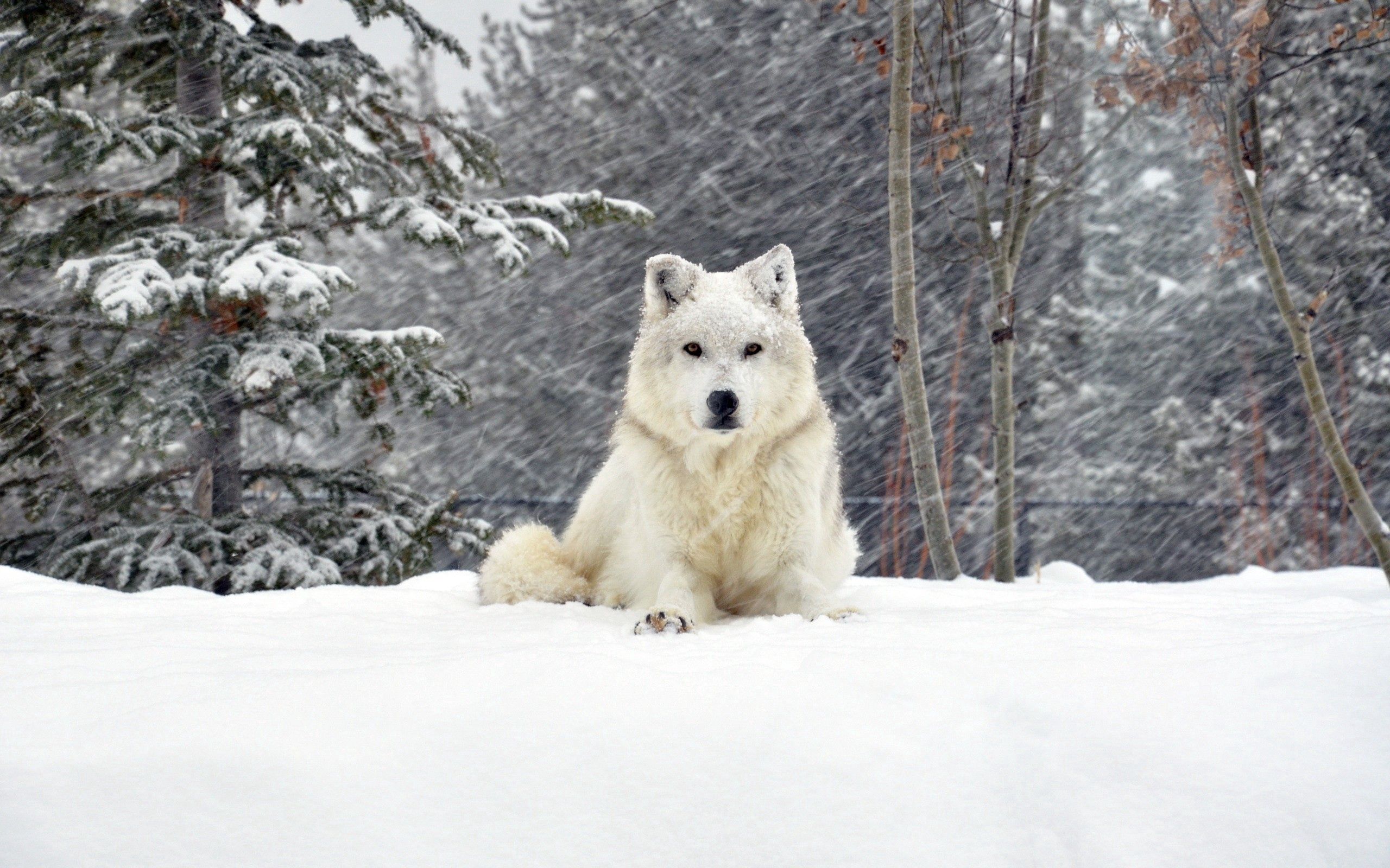 138053 Hintergrundbild herunterladen wolf, hund, wald, tiere, schnee, sich hinlegen, liegen - Bildschirmschoner und Bilder kostenlos