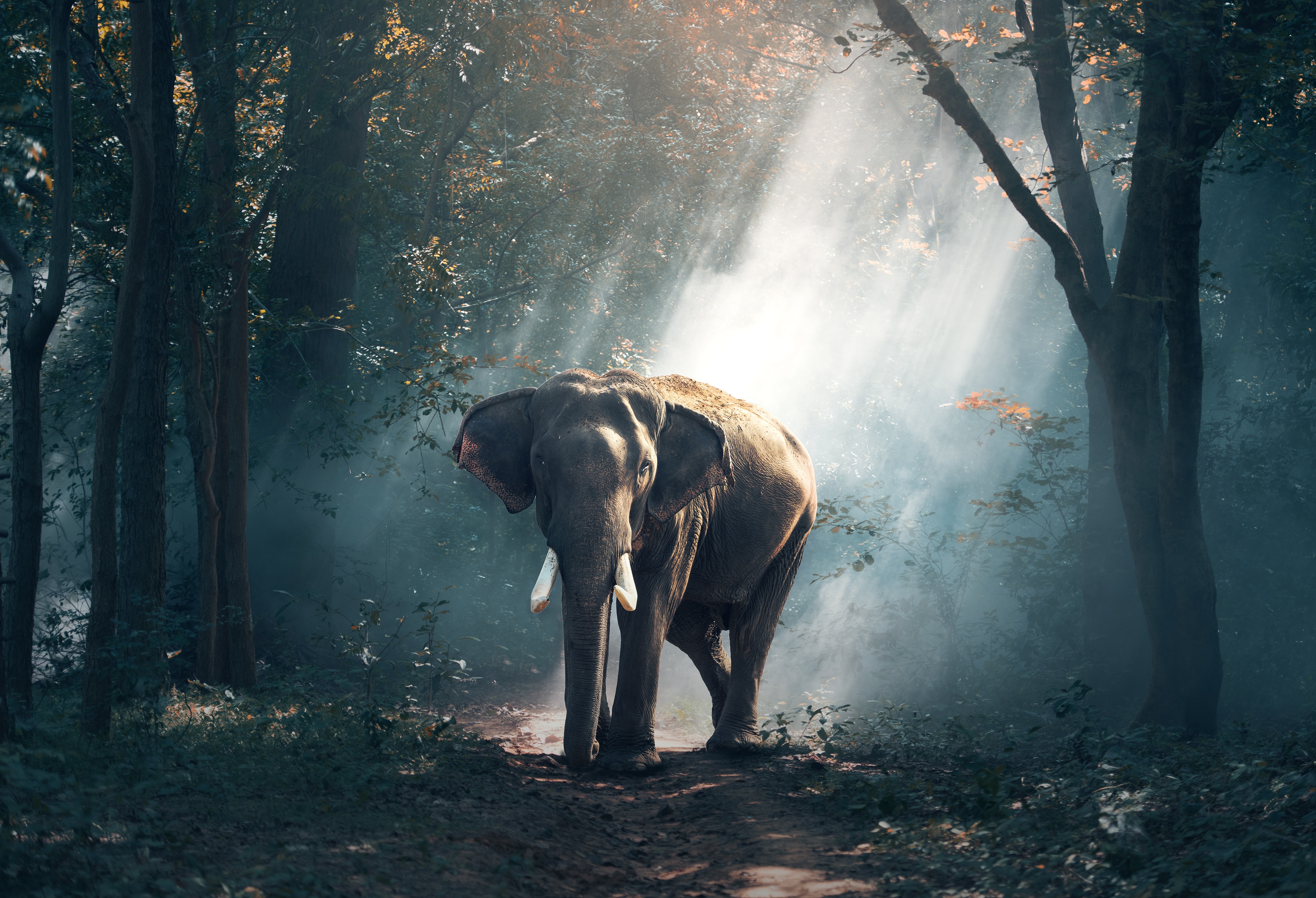 400299 скачать обои слоны, азиатский слон, бивень, млекопитающее, животные, солнечный луч - заставки и картинки бесплатно