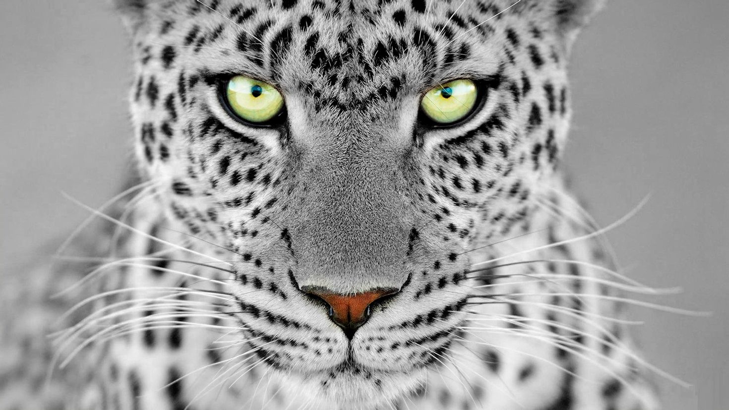 Картинки лиц животных. Барс леопард гепард. Ягуар и леопард. Леопард гепард Ягуар с зелёными глазами. Леопард снежный Барс Ягуар.