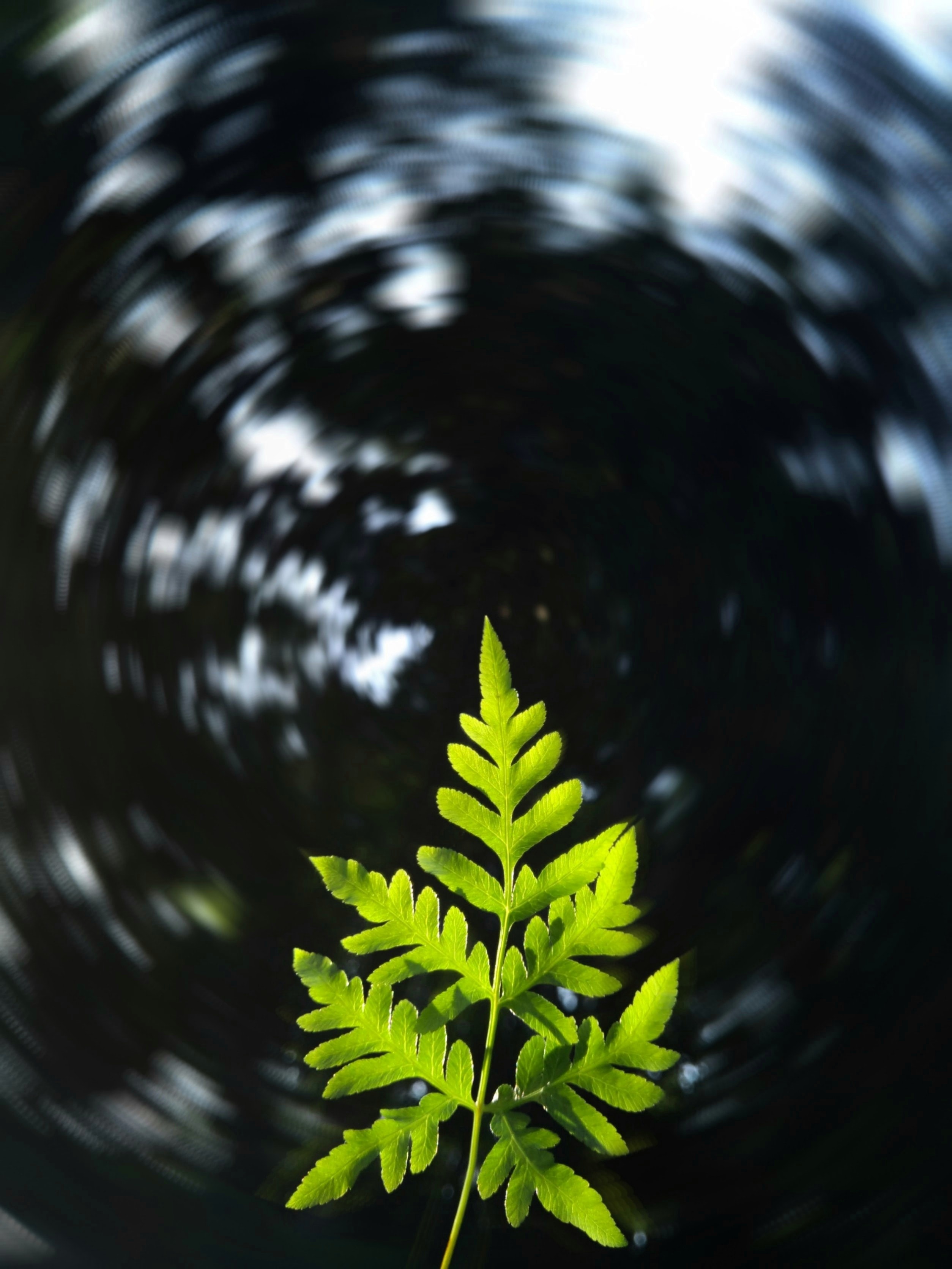 Download PC Wallpaper nature, plant, blur, smooth, sheet, leaf, focus