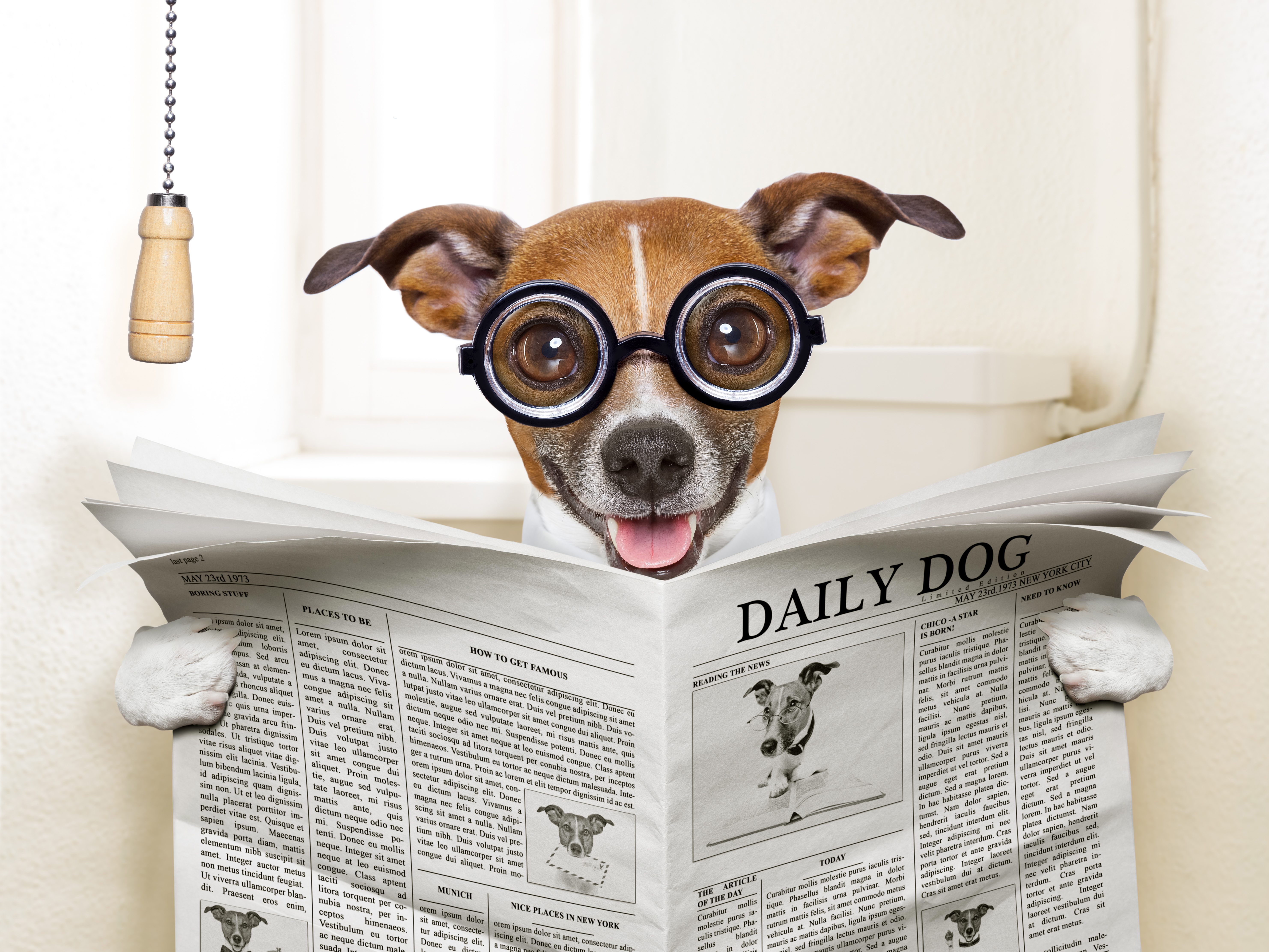 newspaper, humor, dog, toilet