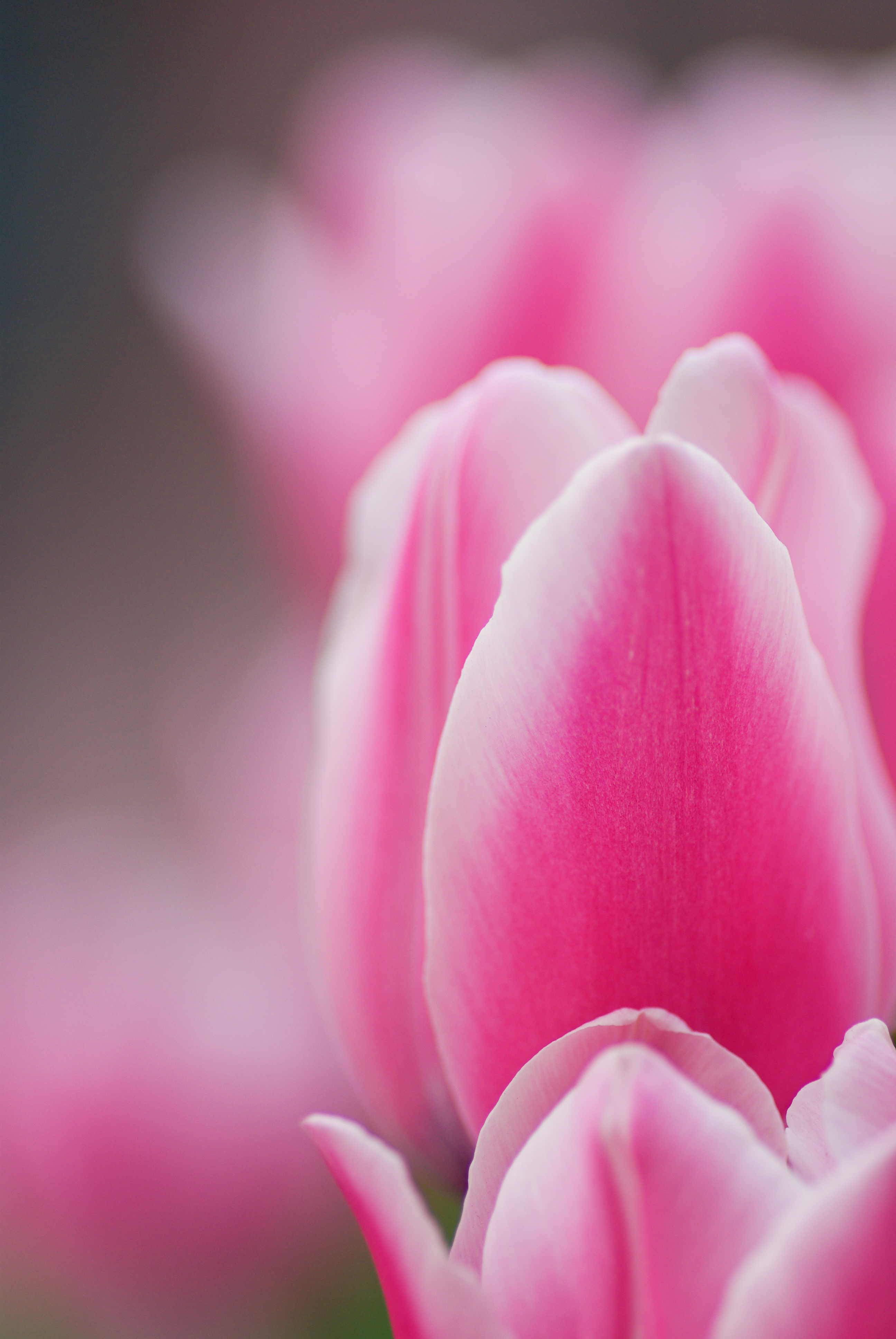 Laden Sie das Makro, Tulip, Blume, Tulpe, Rosa, Blütenblätter-Bild kostenlos auf Ihren PC-Desktop herunter