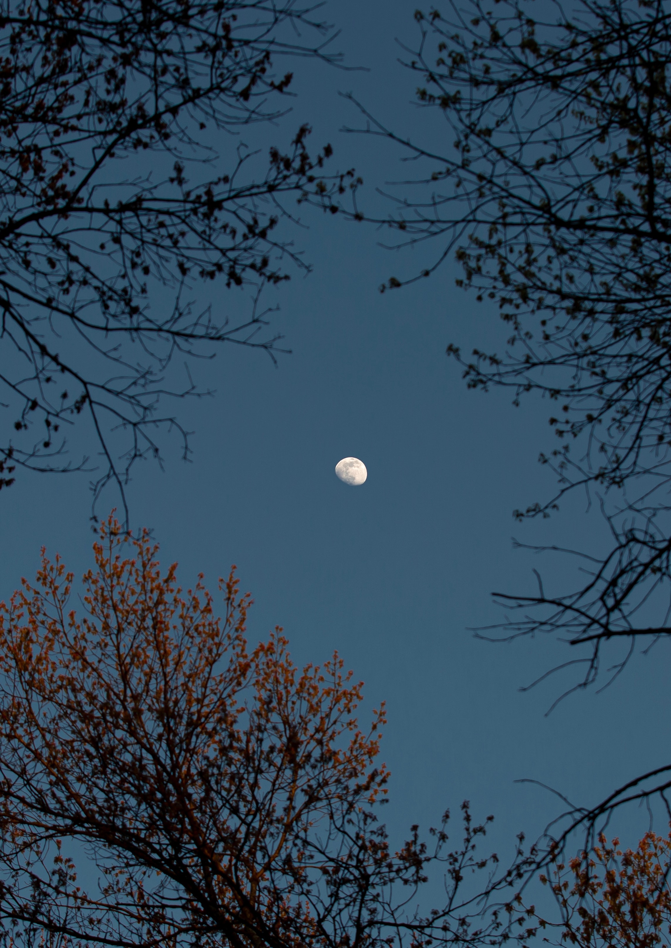 Download mobile wallpaper Moon, Branches, Sky, Trees, Nature for free.