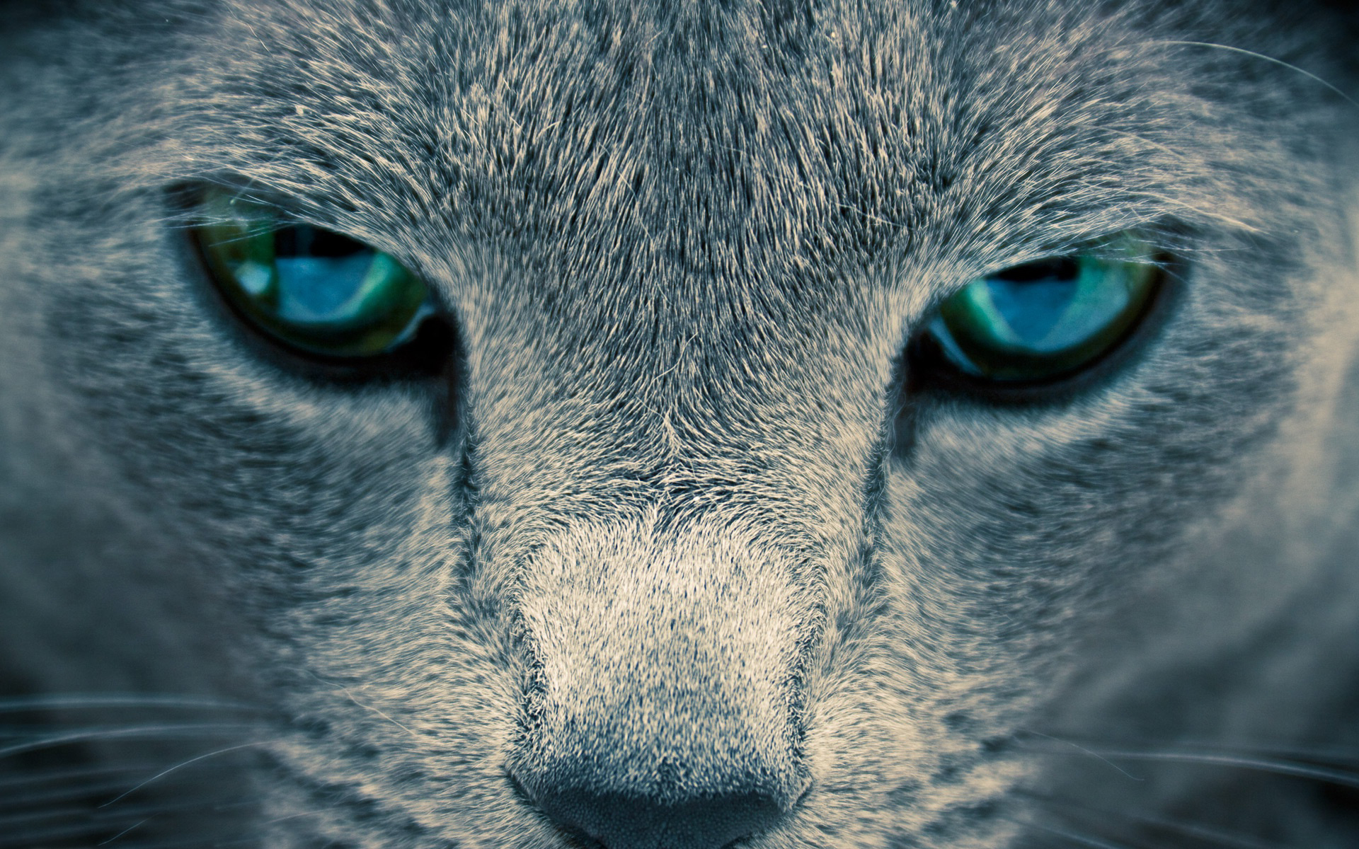 Обои глазки. Кошачий глаз. Морда кота. Серая кошка с голубыми глазами. Кошачья морда с голубыми глазами.
