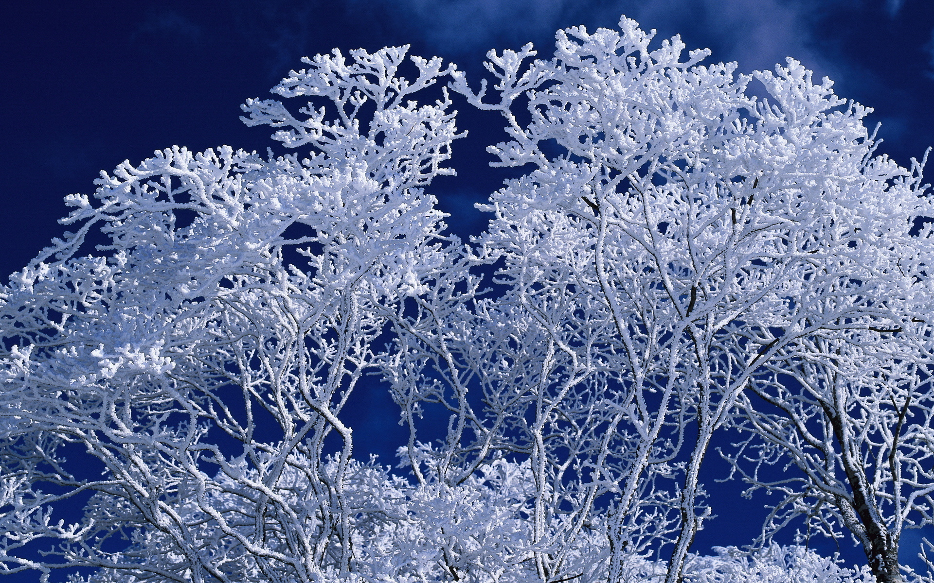 Download mobile wallpaper Winter, Landscape, Trees for free.