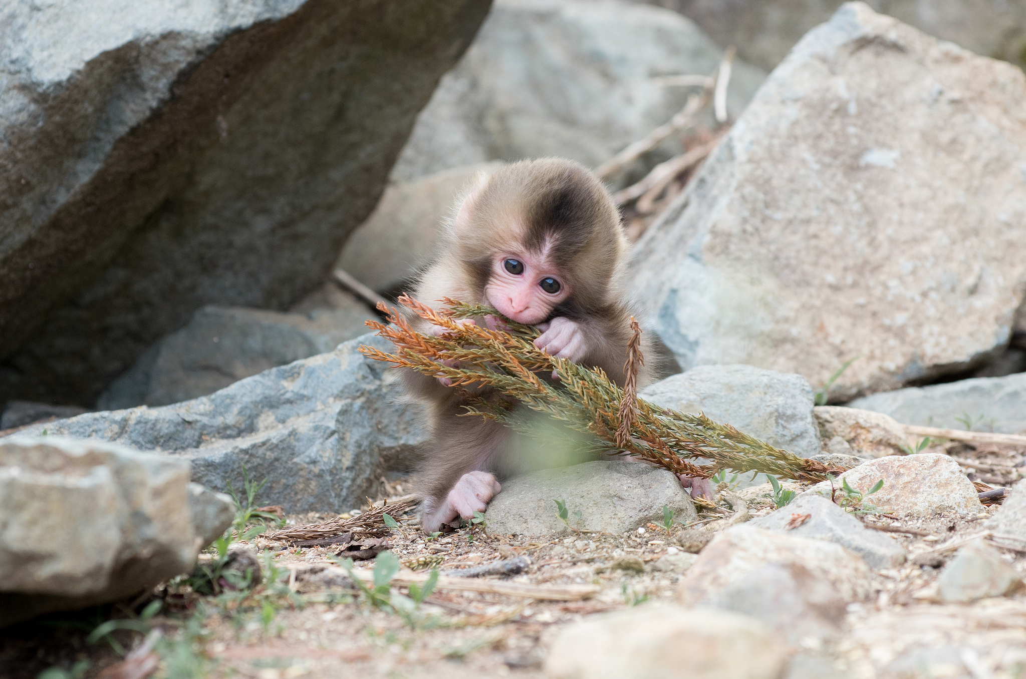 306882 baixar imagens animais, macaco japonês, macacos - papéis de parede e protetores de tela gratuitamente