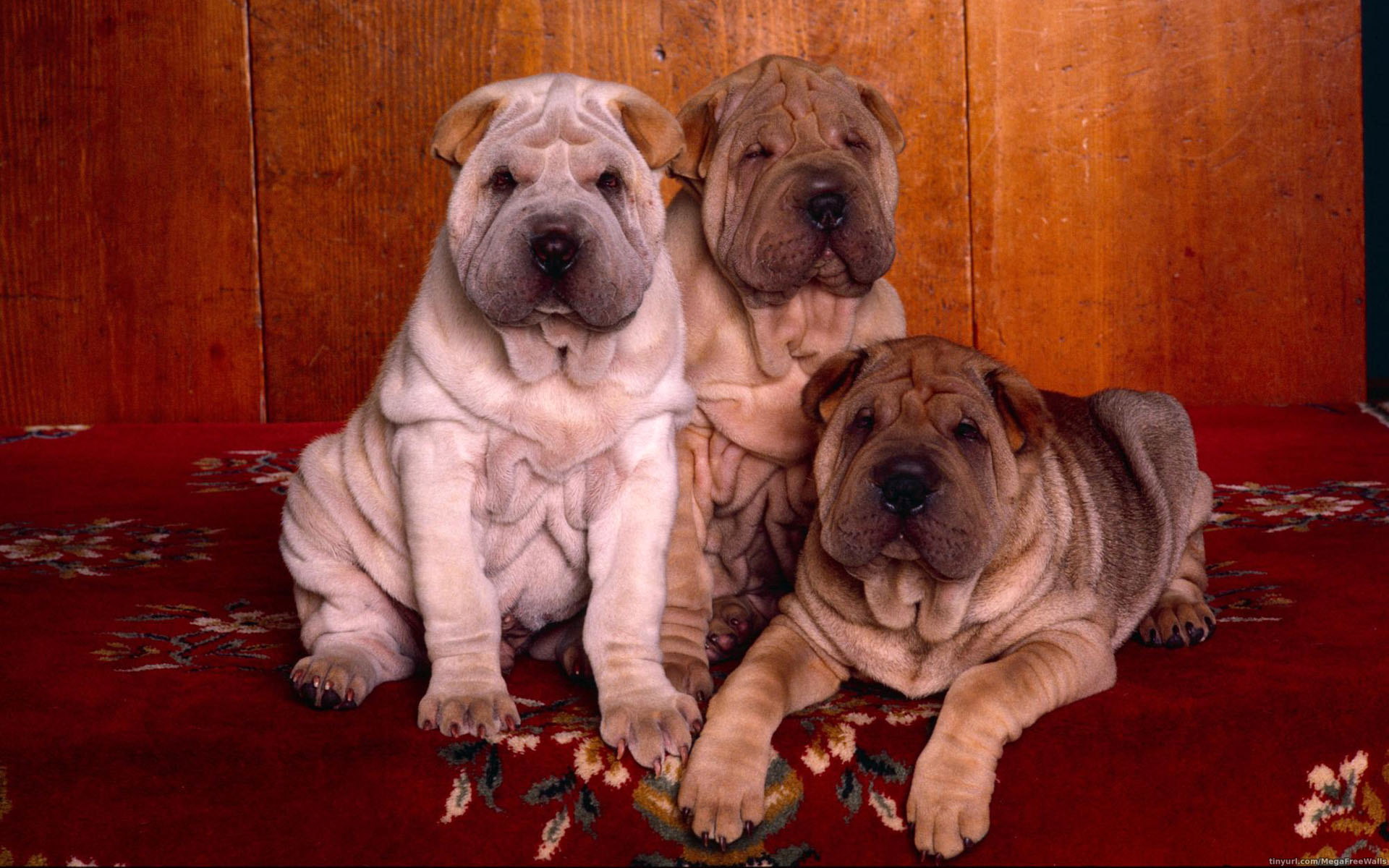 animal, shar pei, dog, puppy, dogs lock screen backgrounds