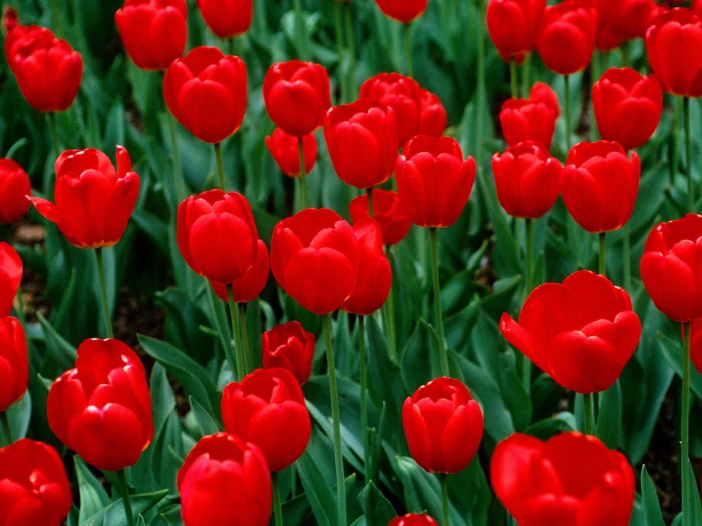 43285 baixar papel de parede flores, plantas, tulipas - protetores de tela e imagens gratuitamente