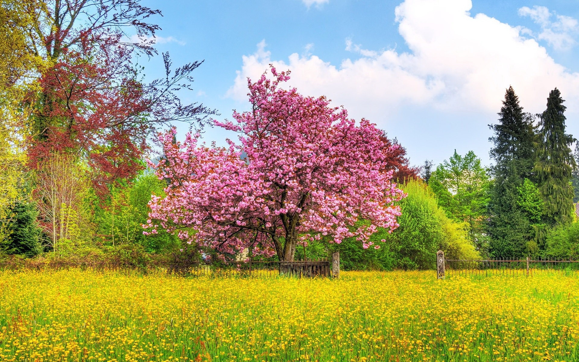 Download mobile wallpaper Plants, Flowers, Landscape, Trees for free.