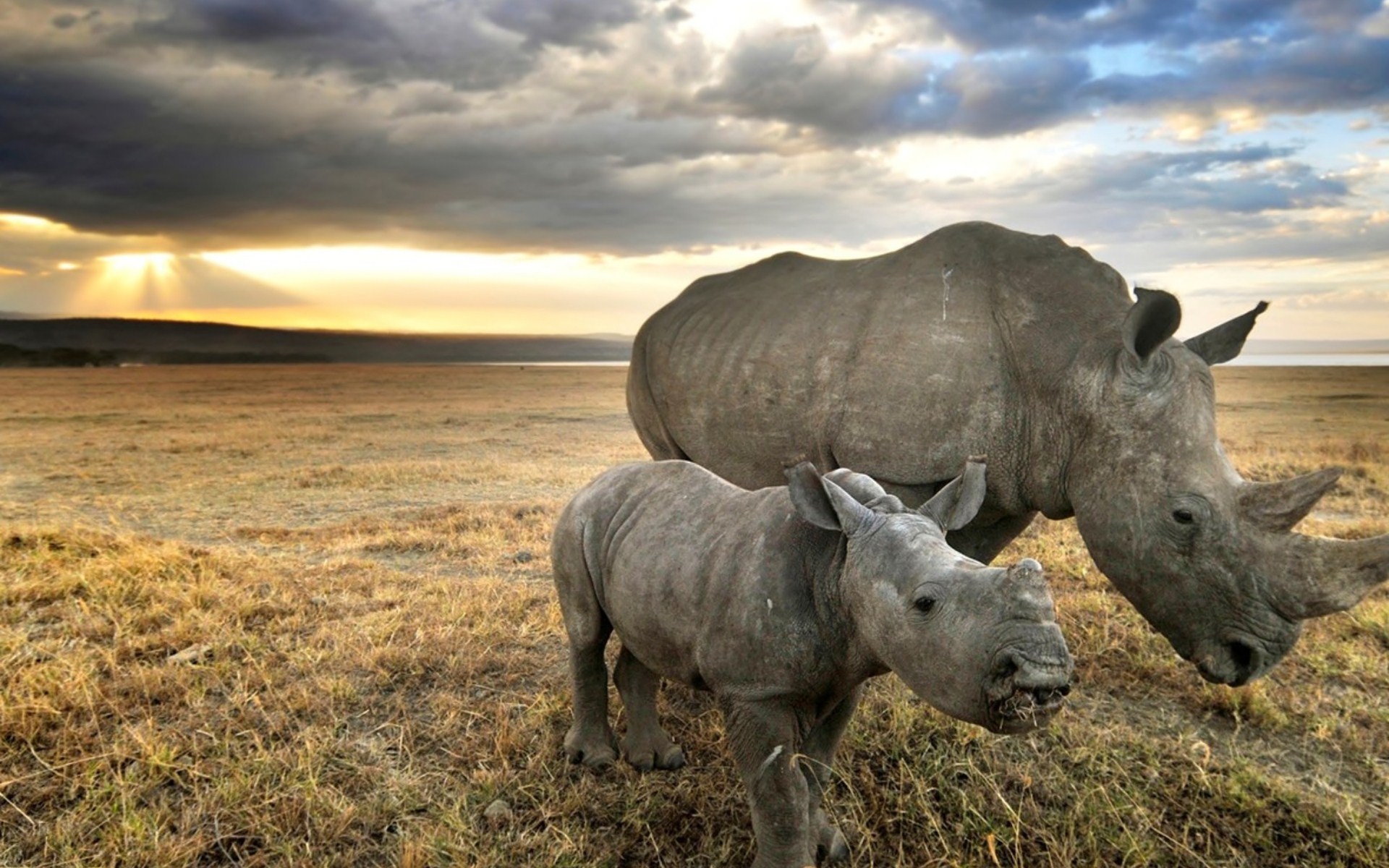 Носороги в дикой природе
