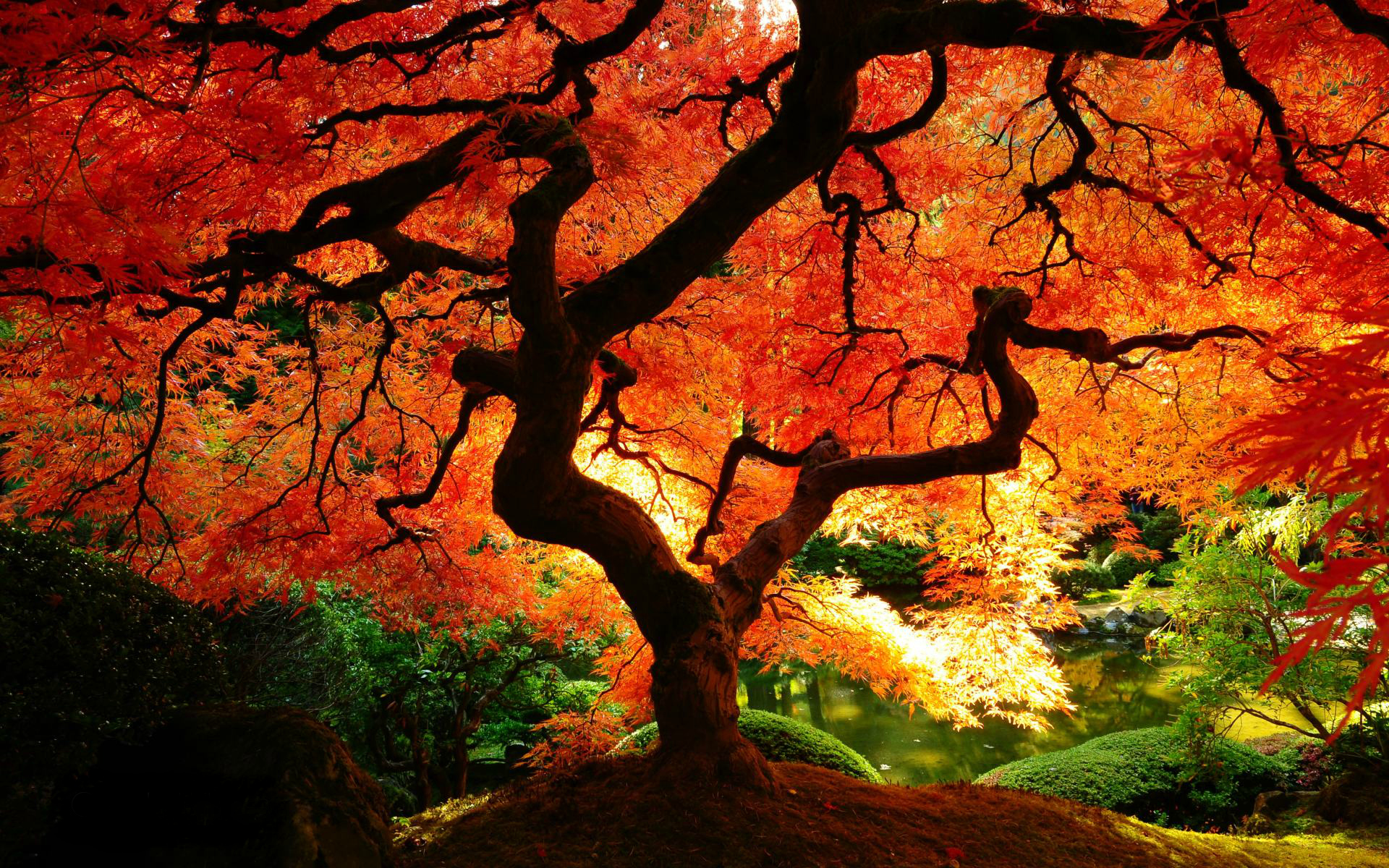 fall, earth, tree