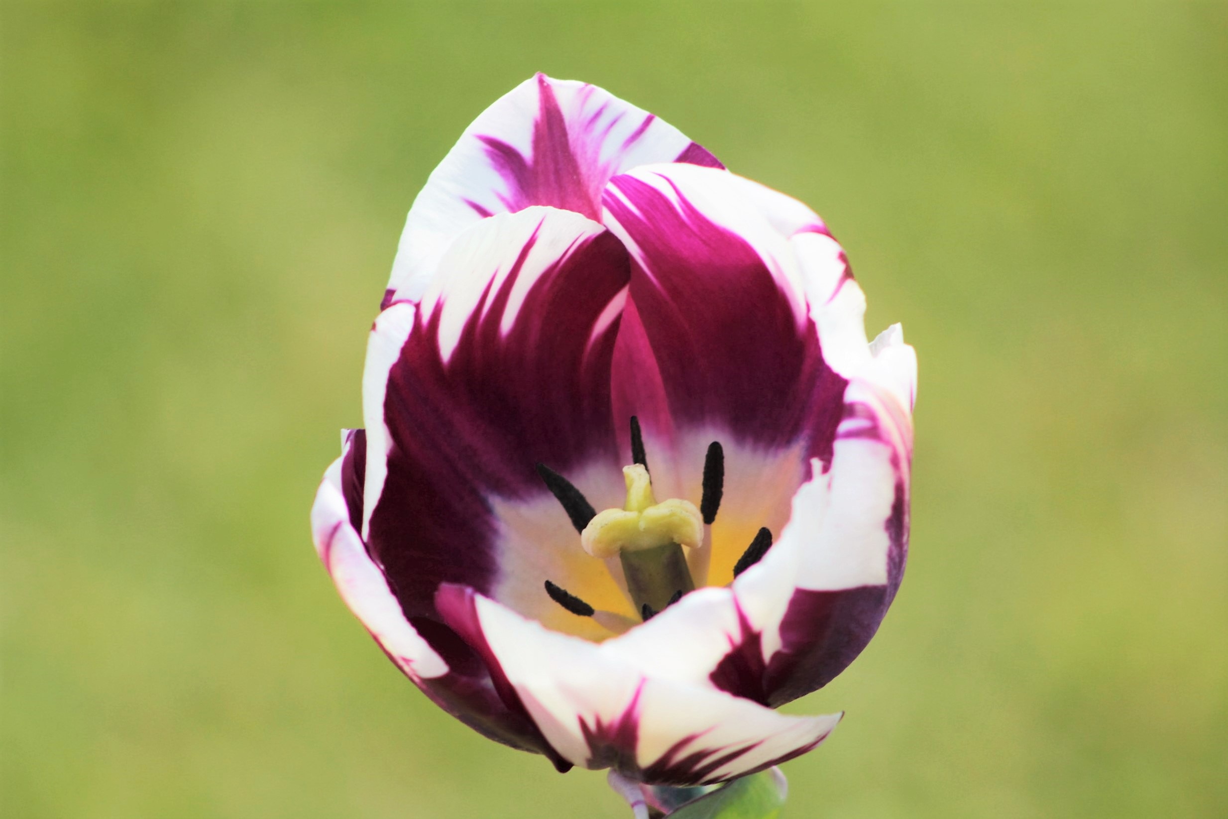Laden Sie das Blütenblätter, Knospe, Bud, Fleckig, Gefleckt, Tulpe, Tulip, Blumen, Blume-Bild kostenlos auf Ihren PC-Desktop herunter