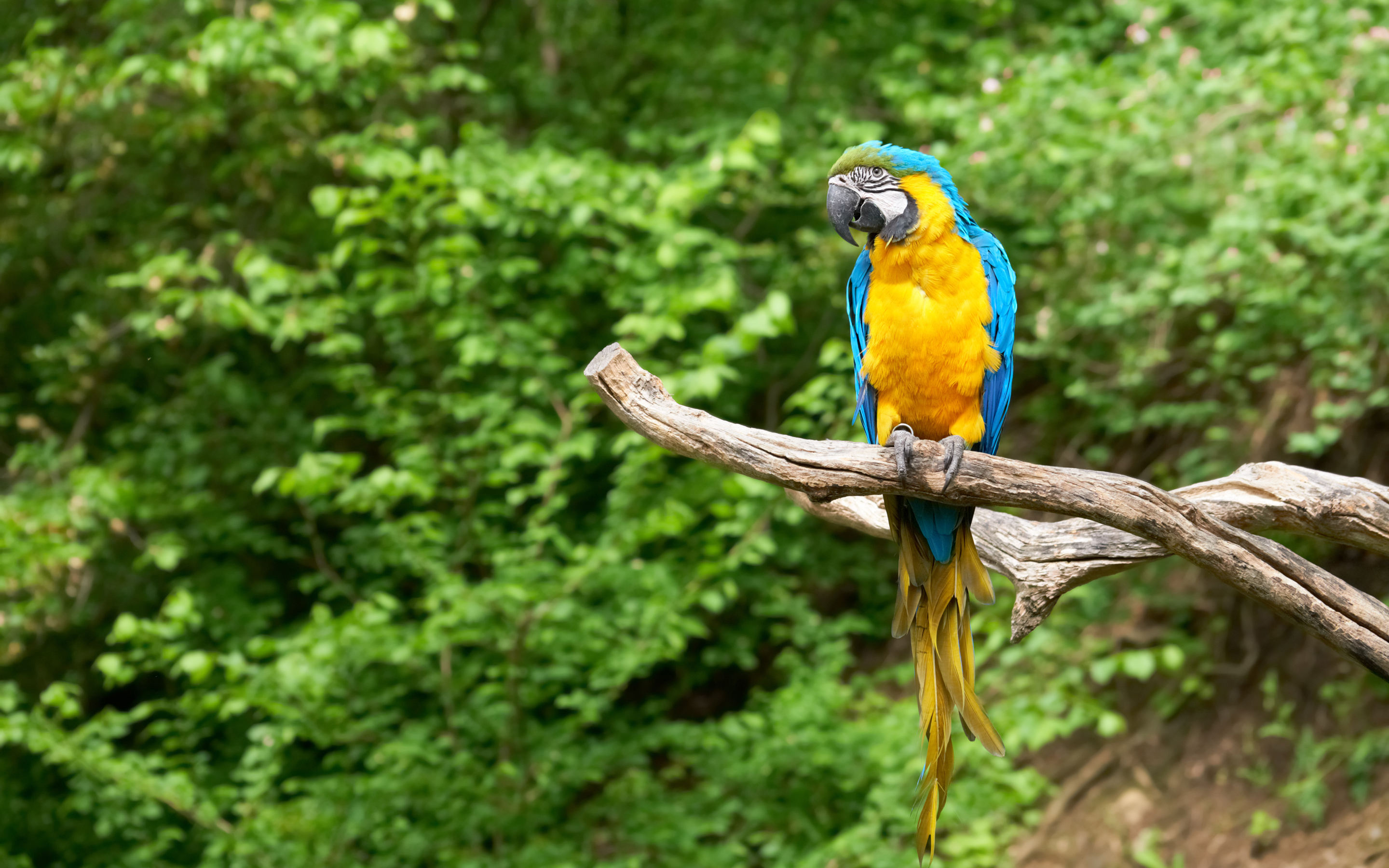 animal, blue and yellow macaw, birds lock screen backgrounds