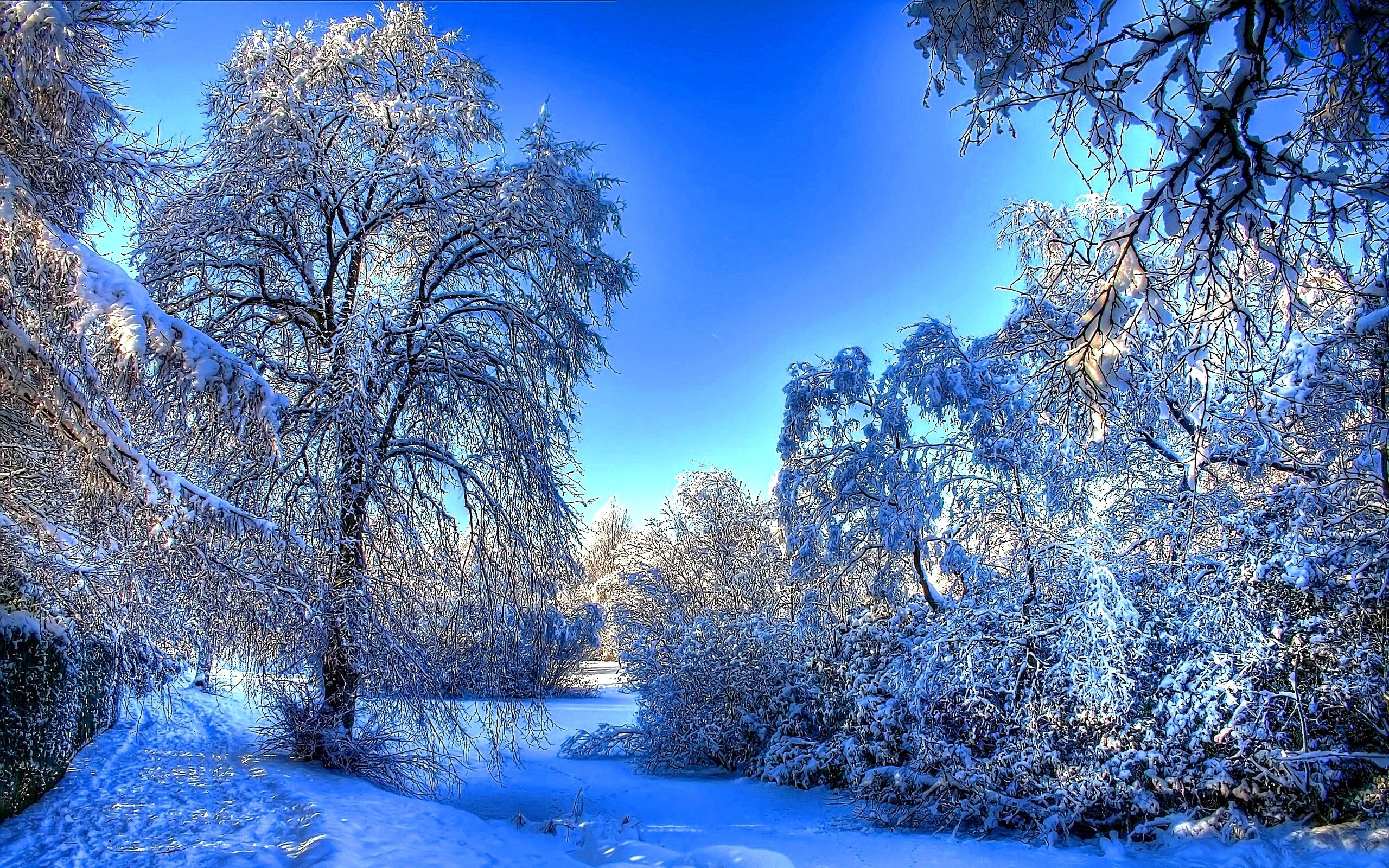 23005 Hintergrundbild herunterladen landschaft, winter, bäume, schnee, blau - Bildschirmschoner und Bilder kostenlos