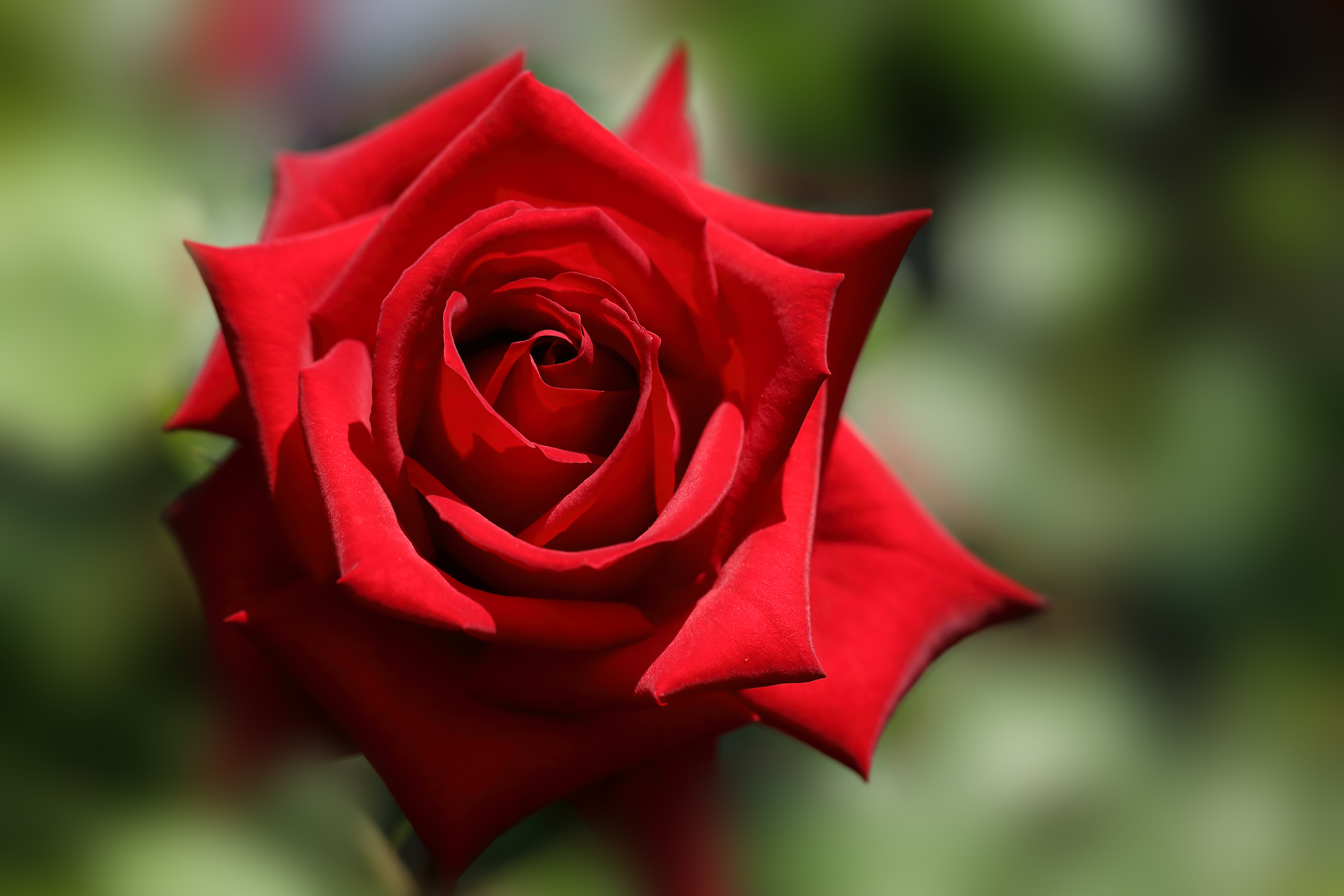 Гулла 4. Красные розы. Бутон алой розы. Бутон красной розы.