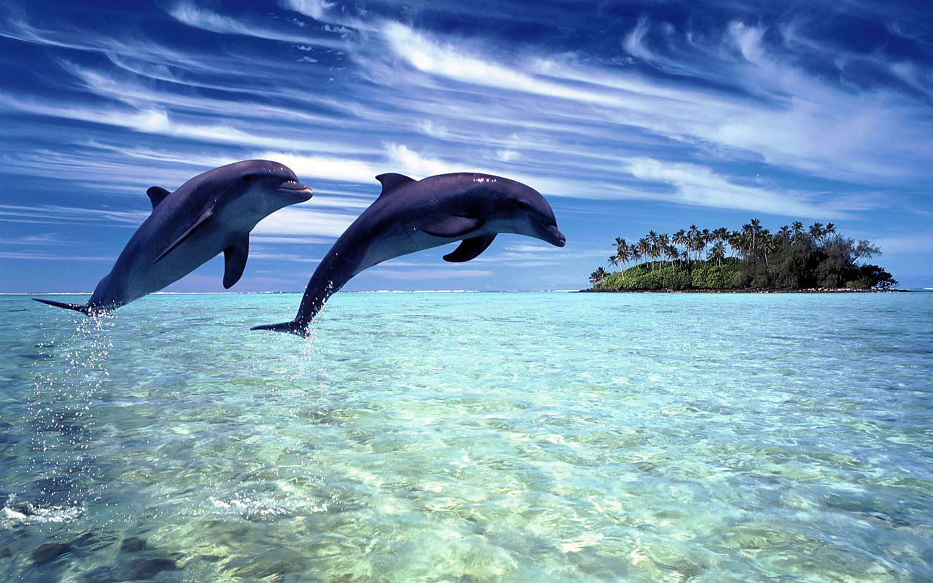 561918 免費下載壁紙 动物, 海豚, 宽吻海豚 屏保和圖片