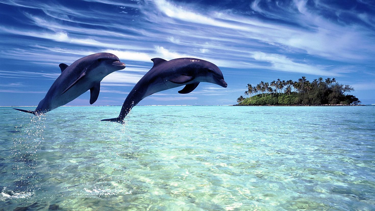 фото дельфина на заставку