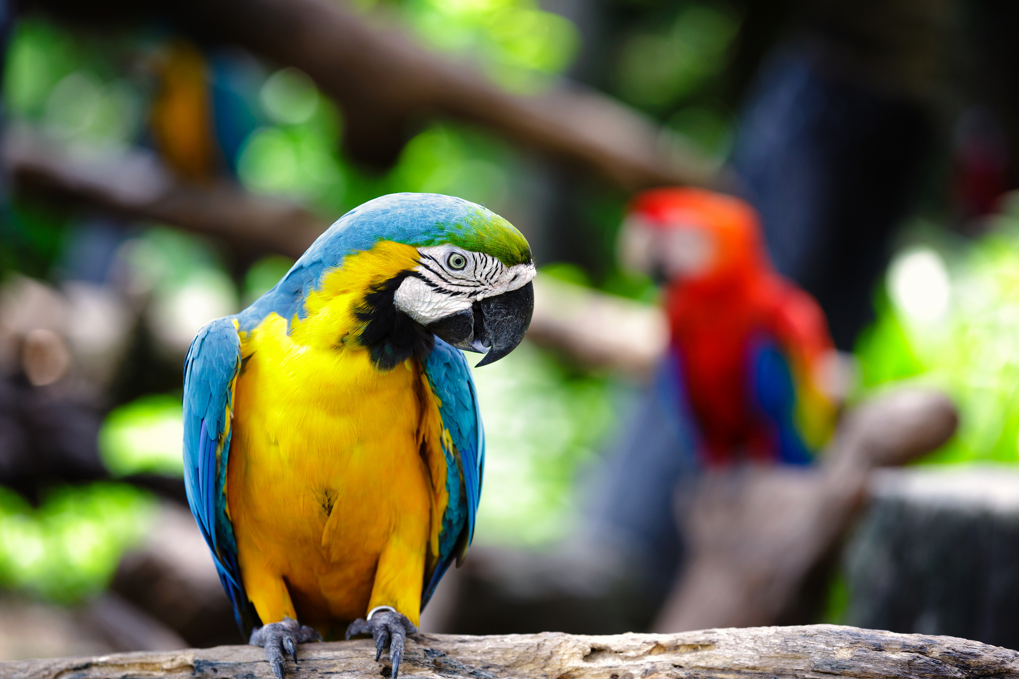 birds, animal, blue and yellow macaw for android