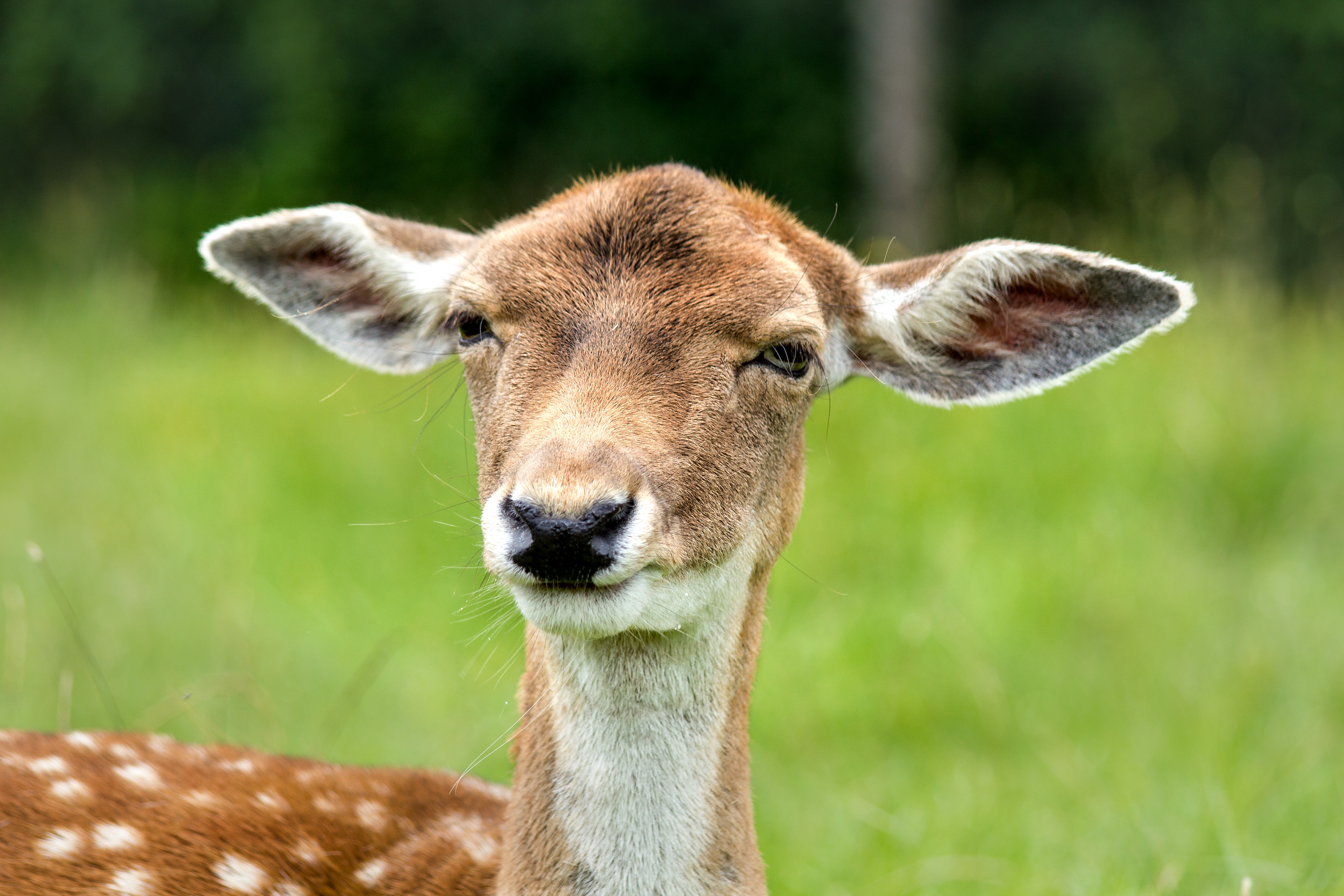 Download mobile wallpaper Sight, Ears, Animals, Opinion, Muzzle, Deer for free.