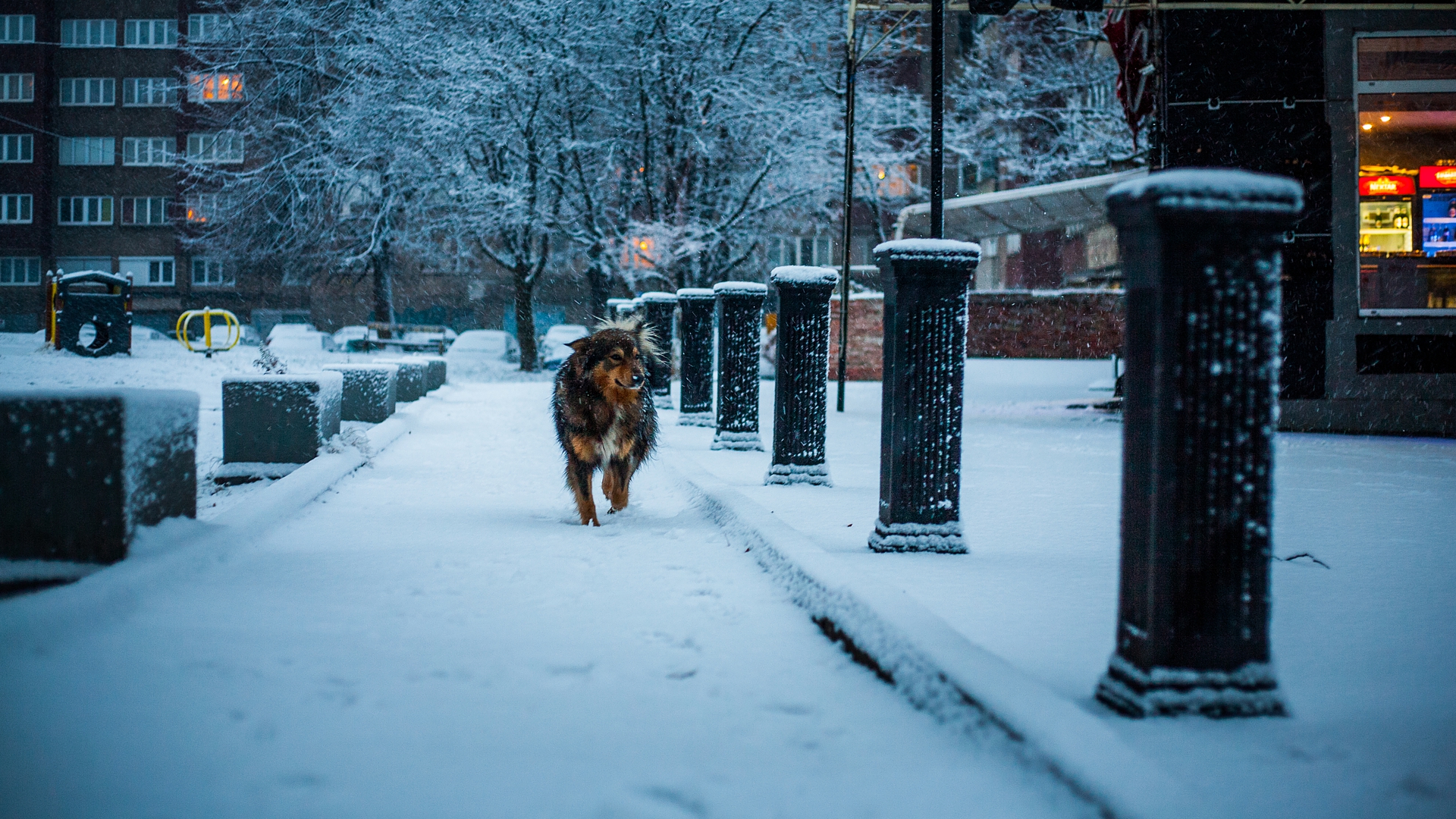 401154 descargar fondo de pantalla animales, perro, frío, nieve, blanco, invierno, perros: protectores de pantalla e imágenes gratis