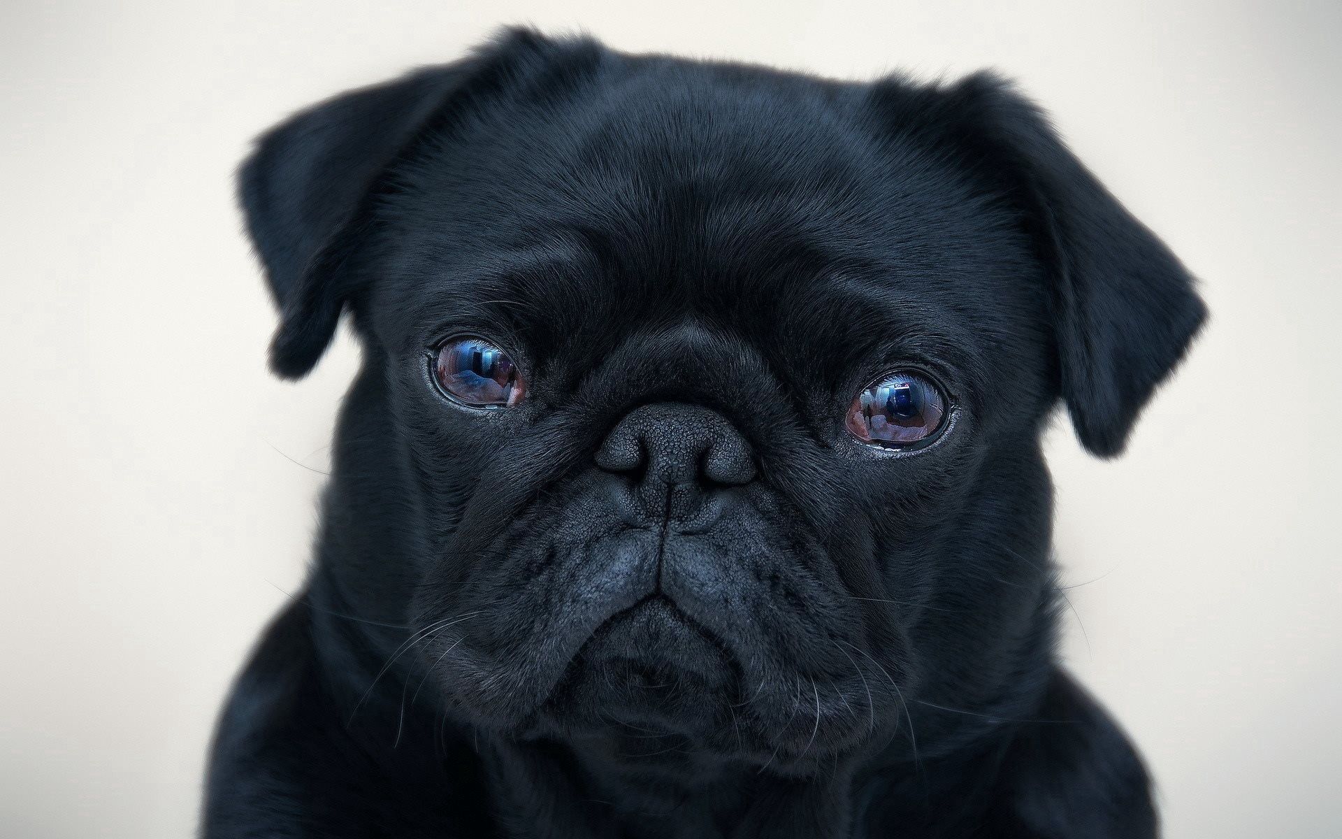 PC Wallpapers animals, black, dog, puppy, english bulldog