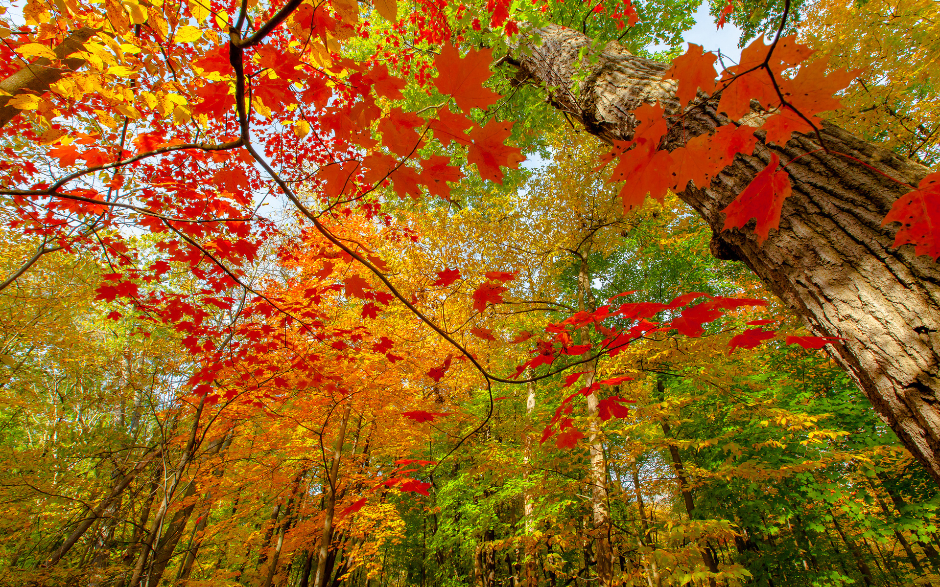 Осенние краски природы