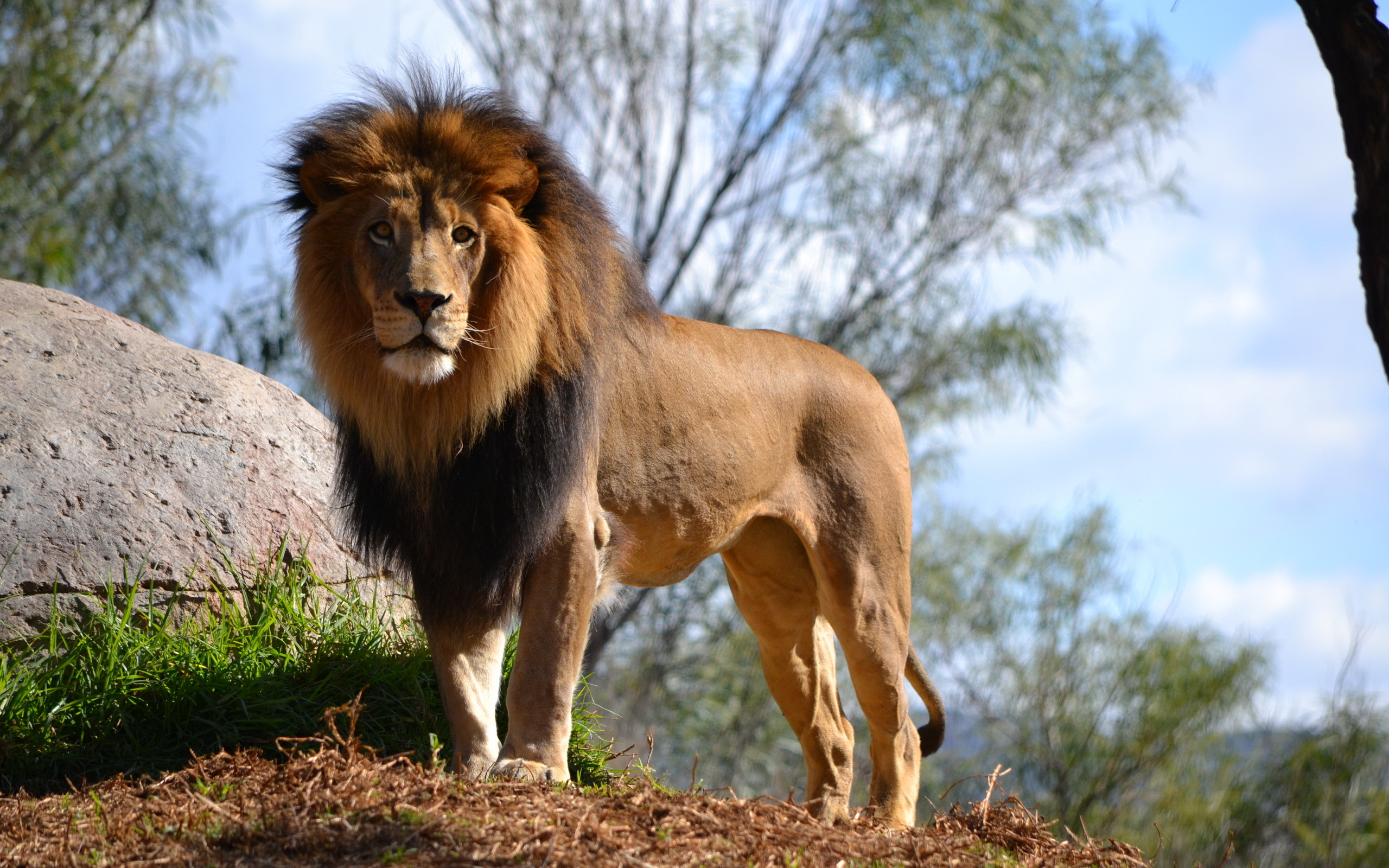 фото настоящих львов