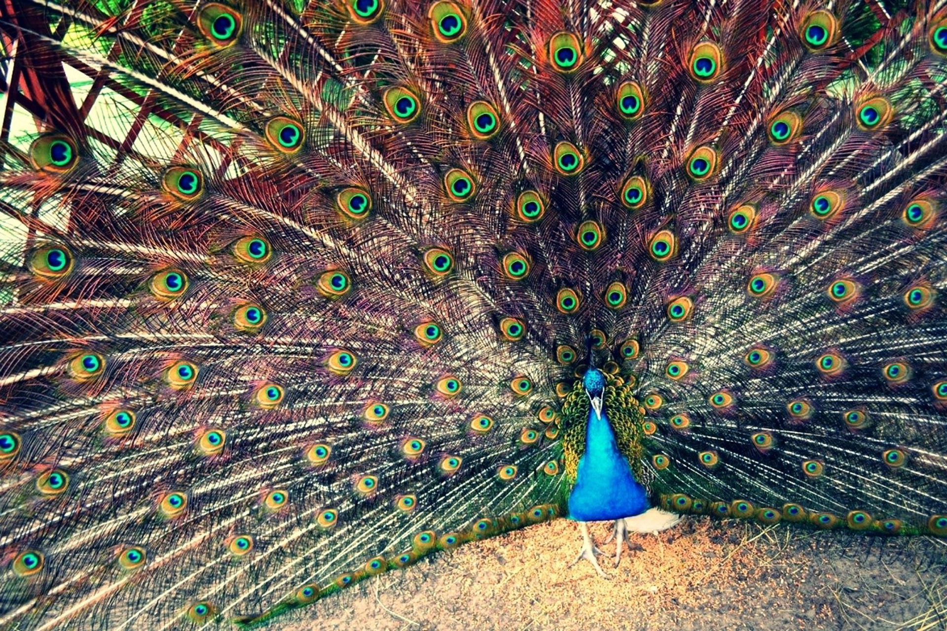 Peacock  desktop Images