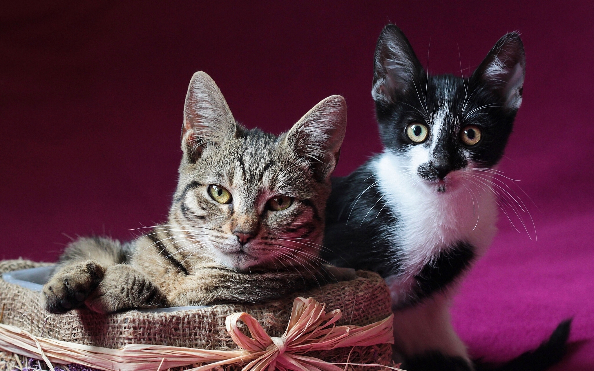 kitty, kitten, animals, cats, couple, pair, to lie down, lie desktop HD wallpaper