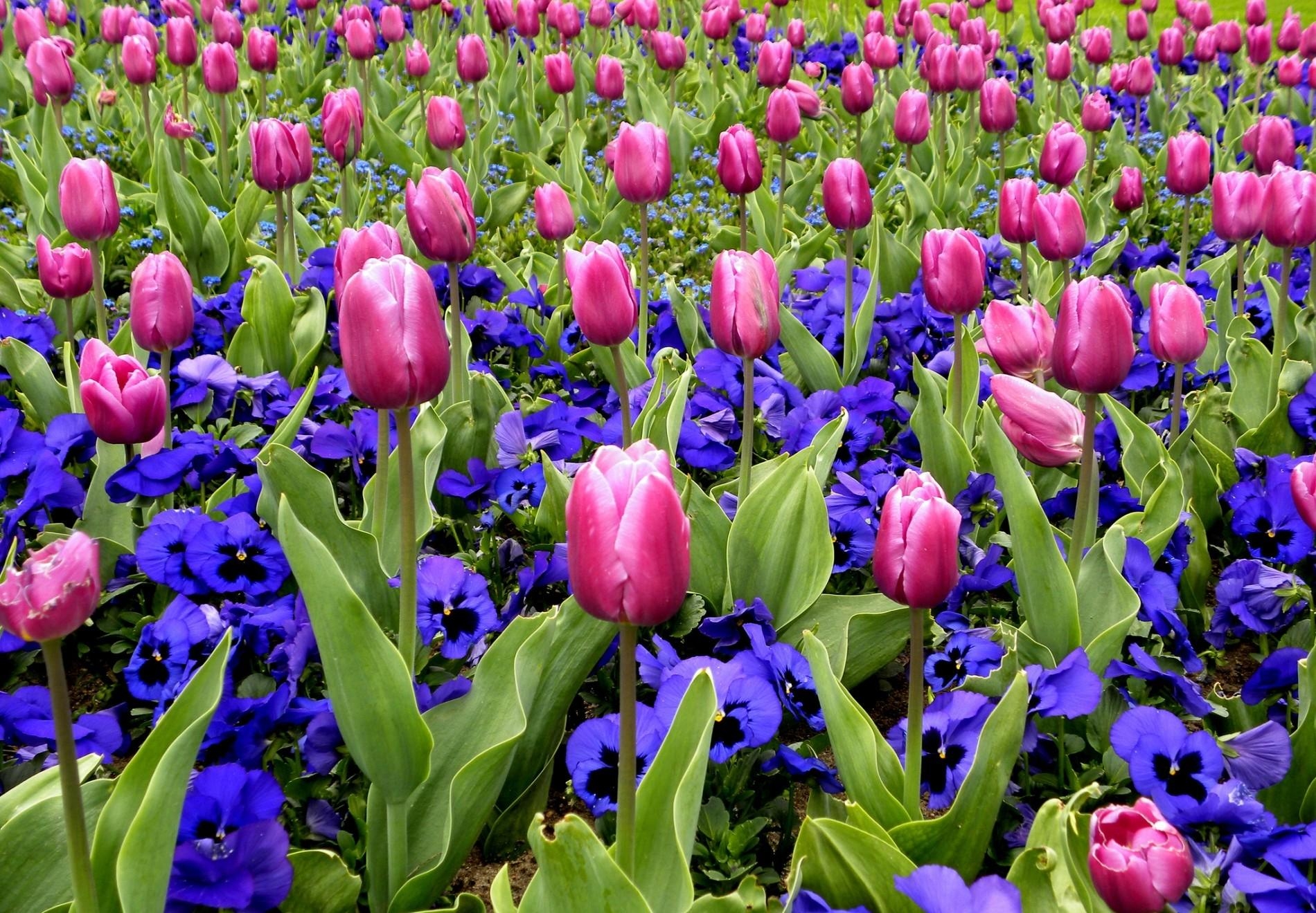 98900 télécharger le fond d'écran printemps, fleurs, culottes, tulipes, parterre de fleurs, parterre, source - économiseurs d'écran et images gratuitement