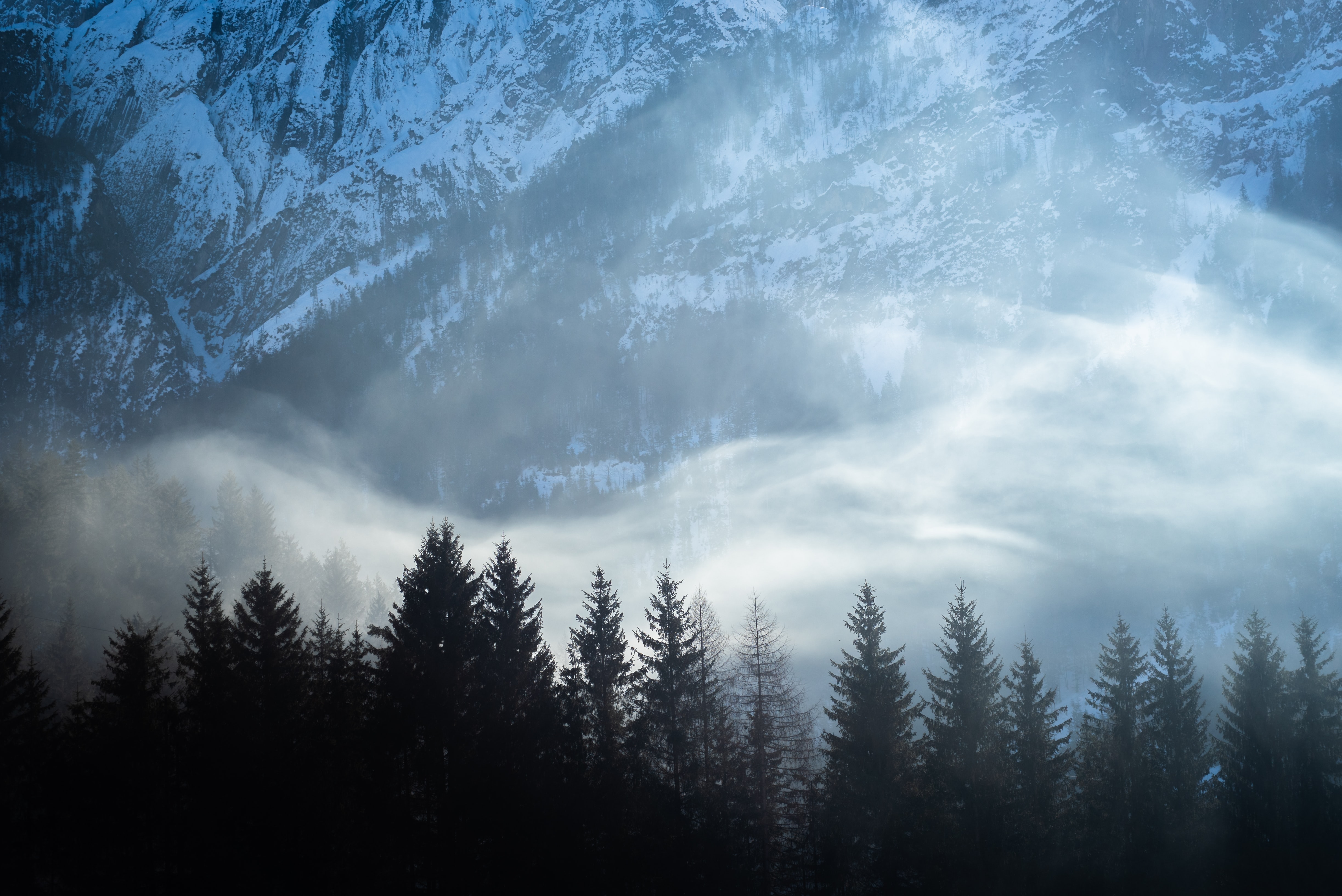 mountains, landscape, nature, snow, fir trees, fog download HD wallpaper