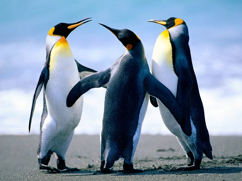 Mobile wallpaper animals, pinguins