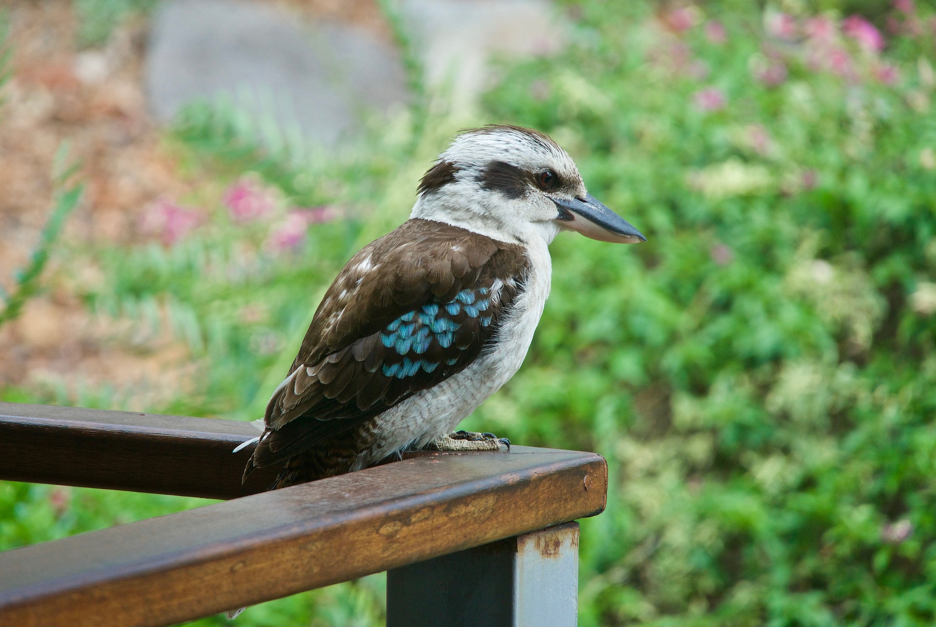 2,300+ Laughing Kookaburra Stock Photos, Pictures & Royalty-Free Images -  iStock | Koala, Laughing gas, For a laugh