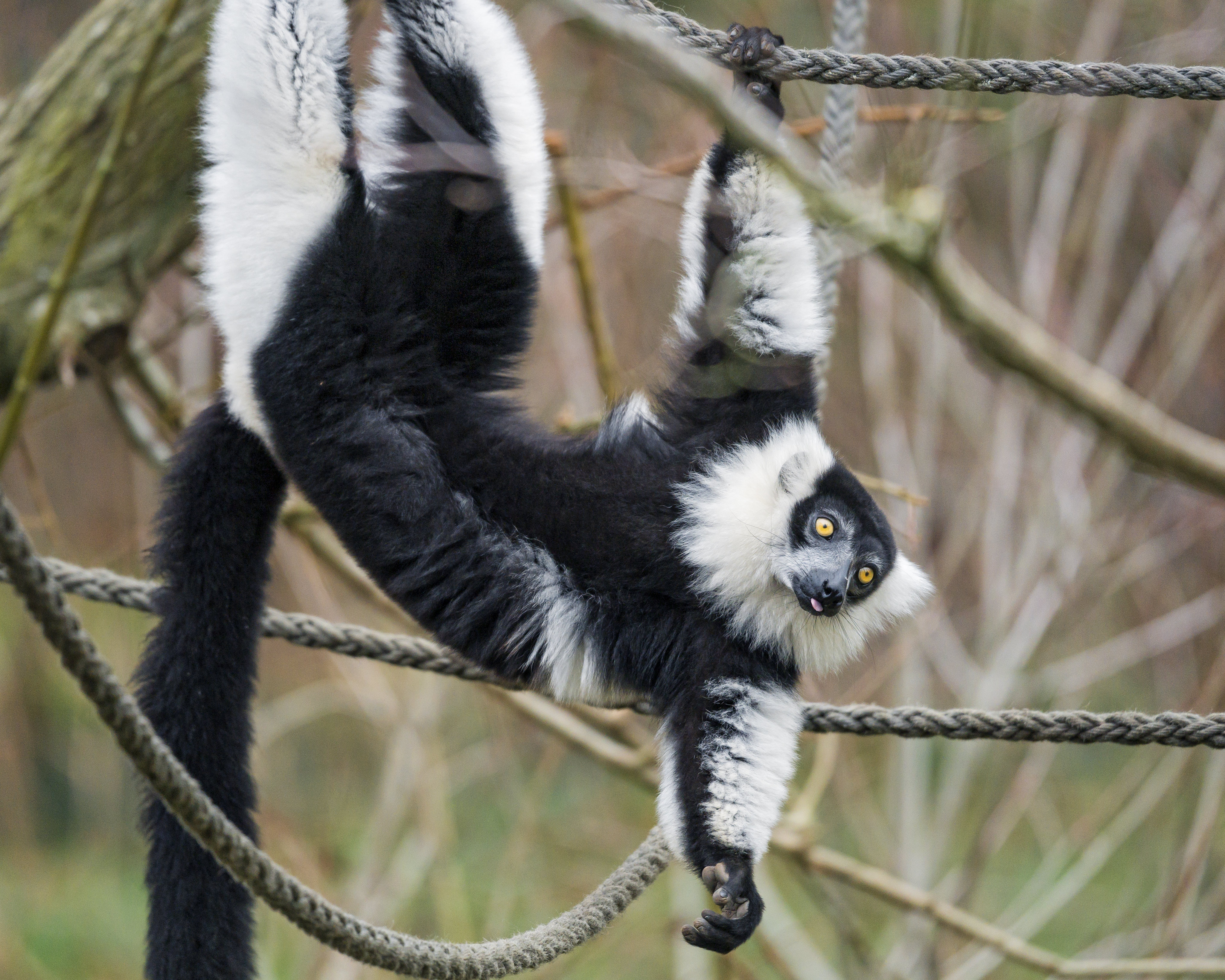 funny, animals, animal, protruding tongue, tongue stuck out, lemur Free Stock Photo