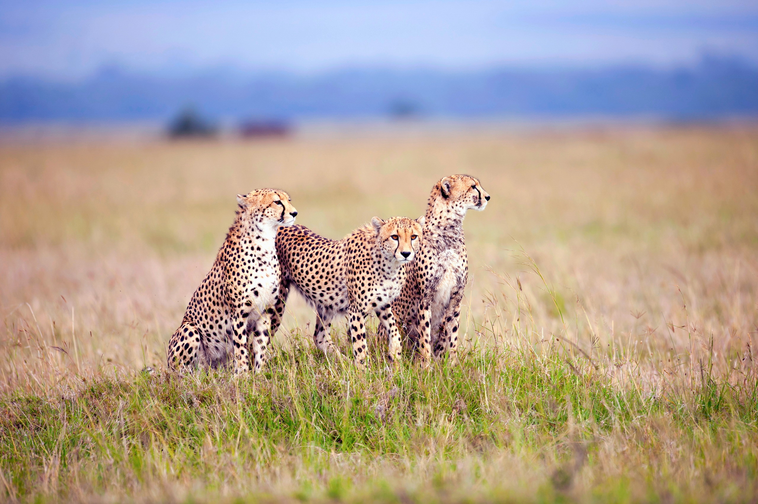 animals, grass, cheetah, predators, field, three