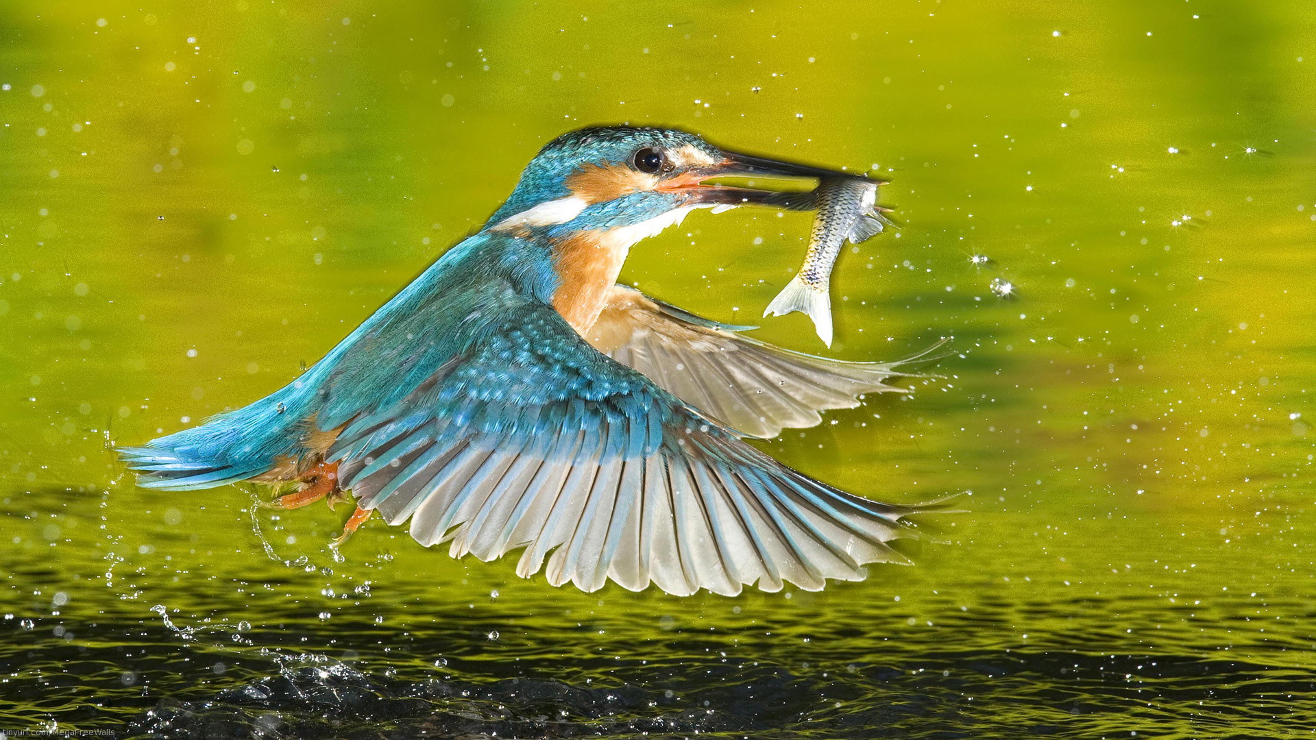 kingfisher, animal, bird, fish, green, water, birds