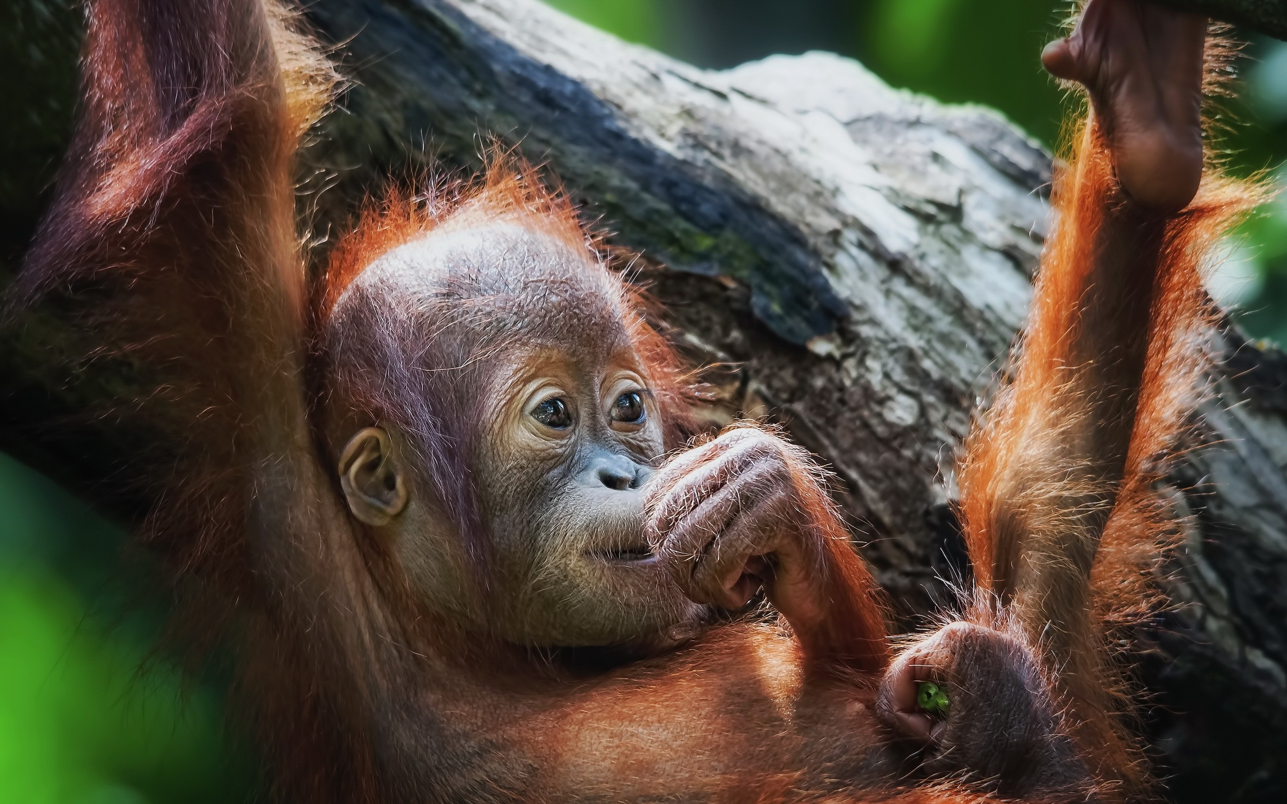 baby animal, animal, orangutan, primate, monkeys Phone Background